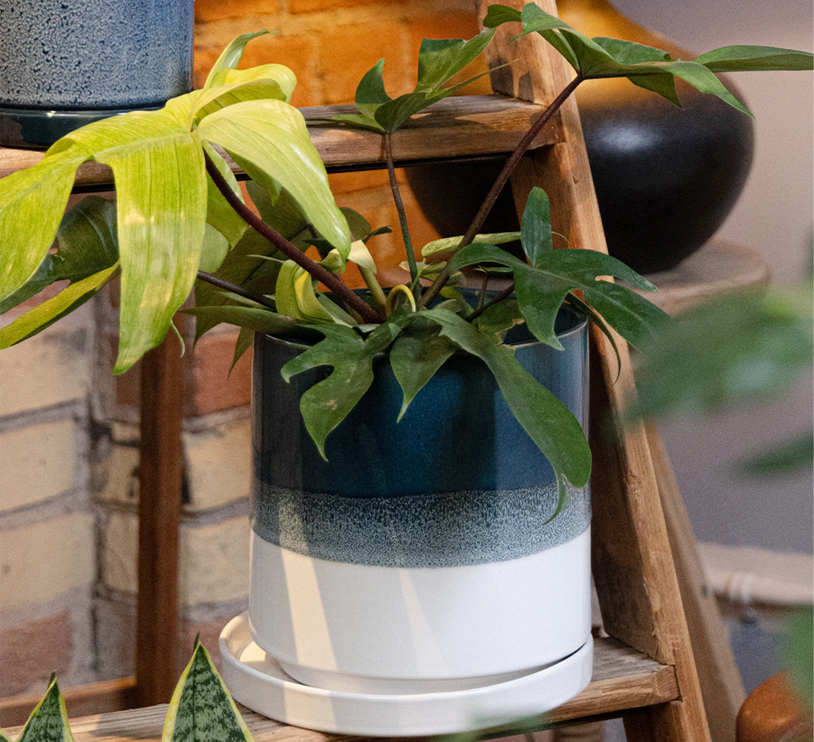 Chive Minute large green blue fully glazed ceramic planter pot styled with a plant on a wood ladder indoor.