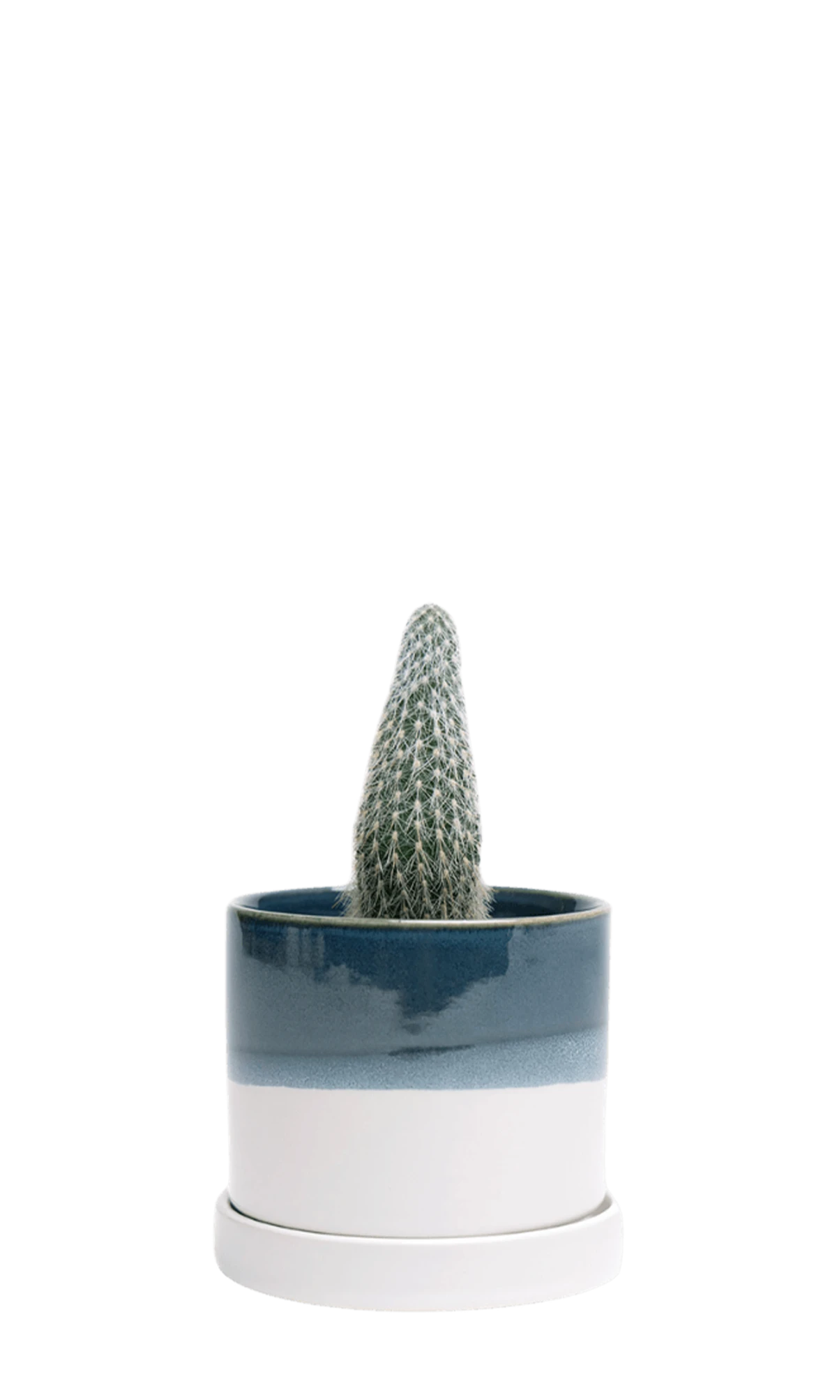 Chive Minute small green-blue ceramic pot with drainage and detachable saucer styled with a cactus.