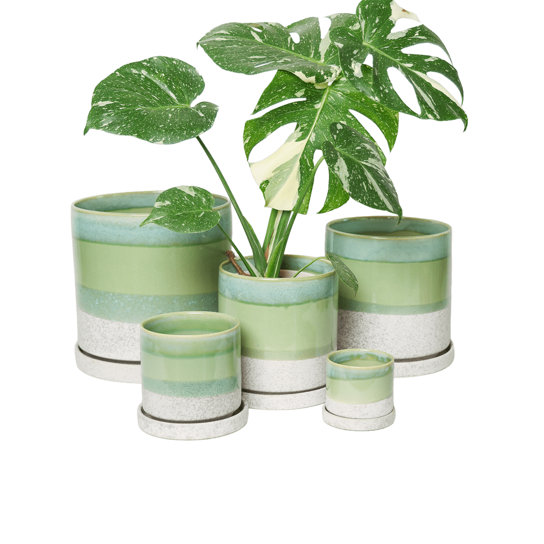 Chive Minute green cement glazed ceramic planters in mini, small, medium, and large sizes styled with a monstera.