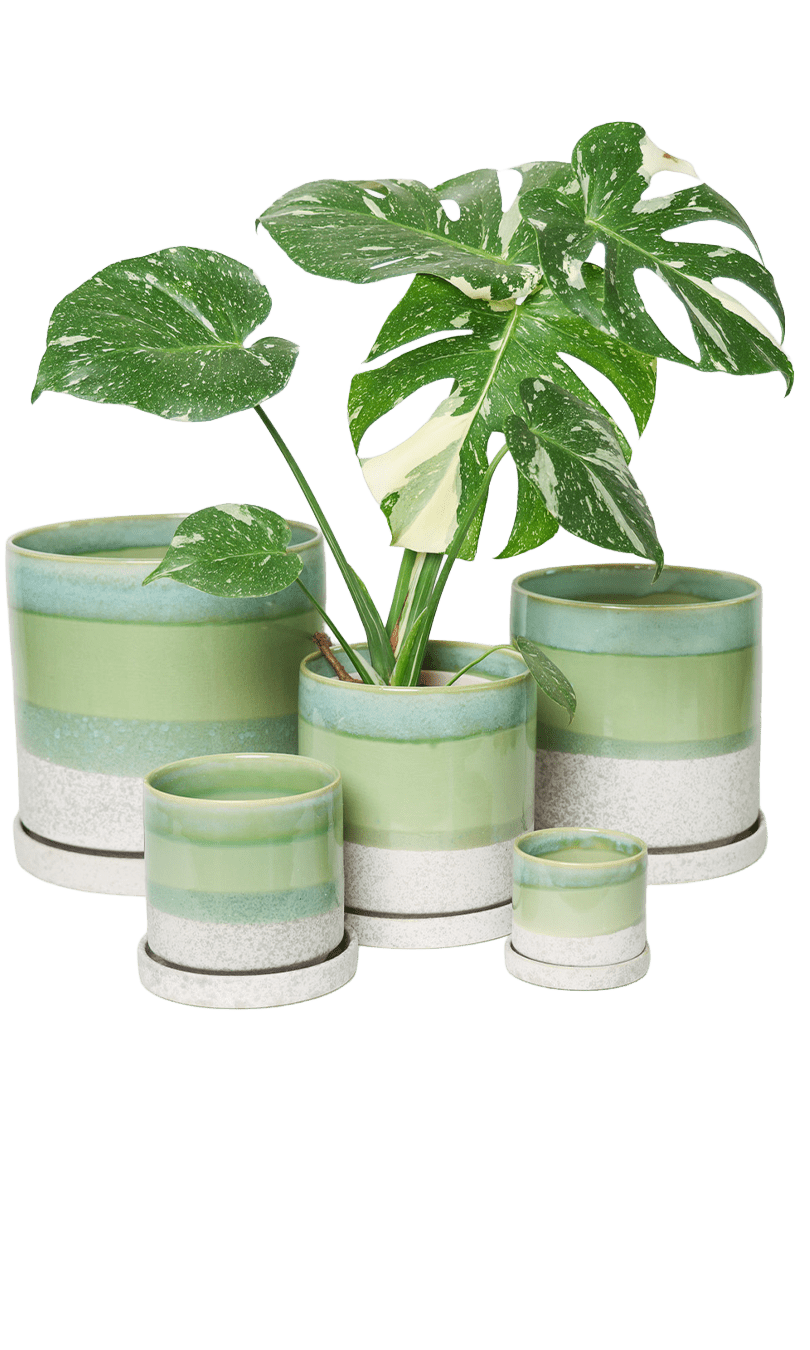 Chive Minute green cement glazed ceramic planters in mini, small, medium, and large sizes styled with a monstera.