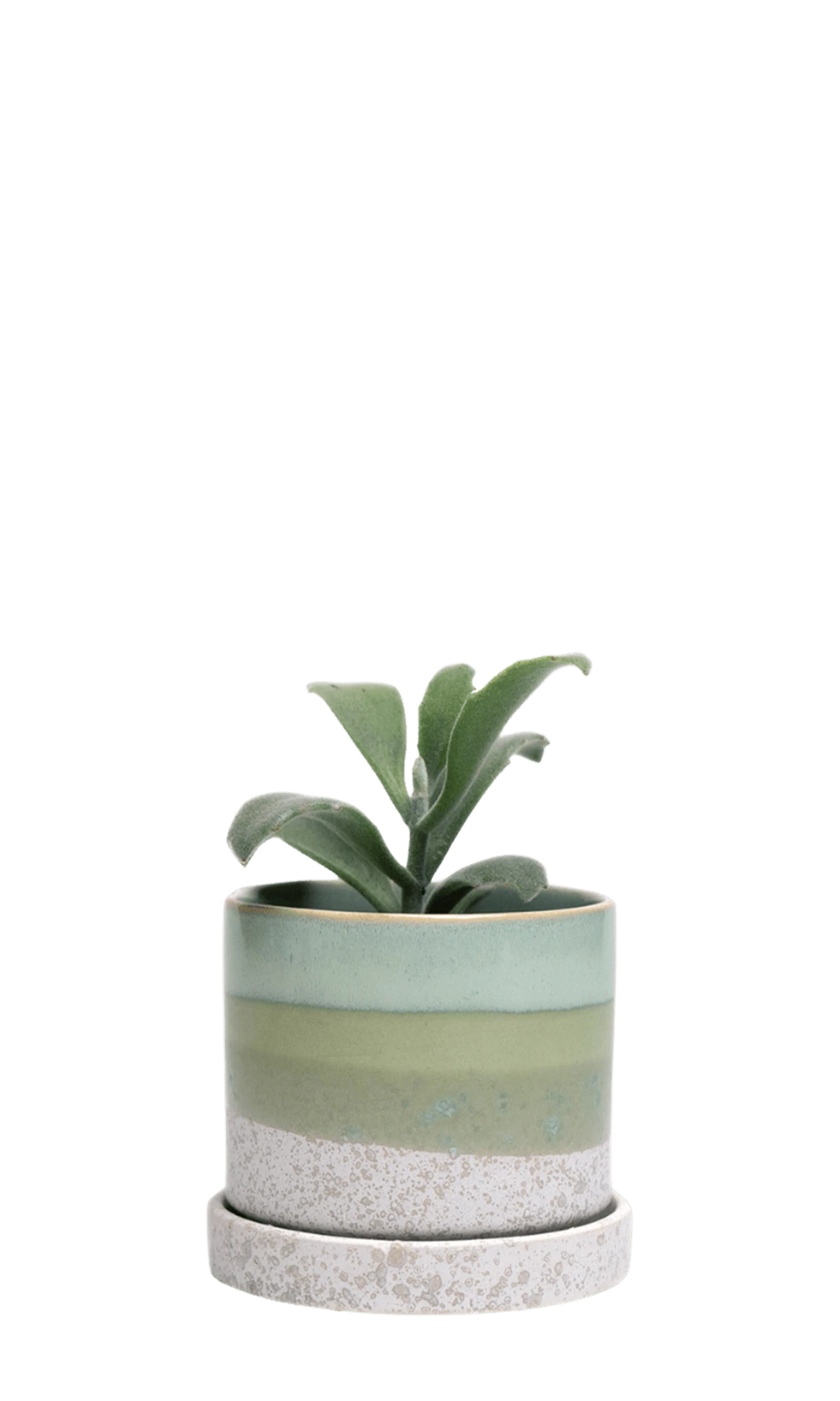 Chive Minute small green cement ceramic pot with drainage and saucer styled with a panda plant.