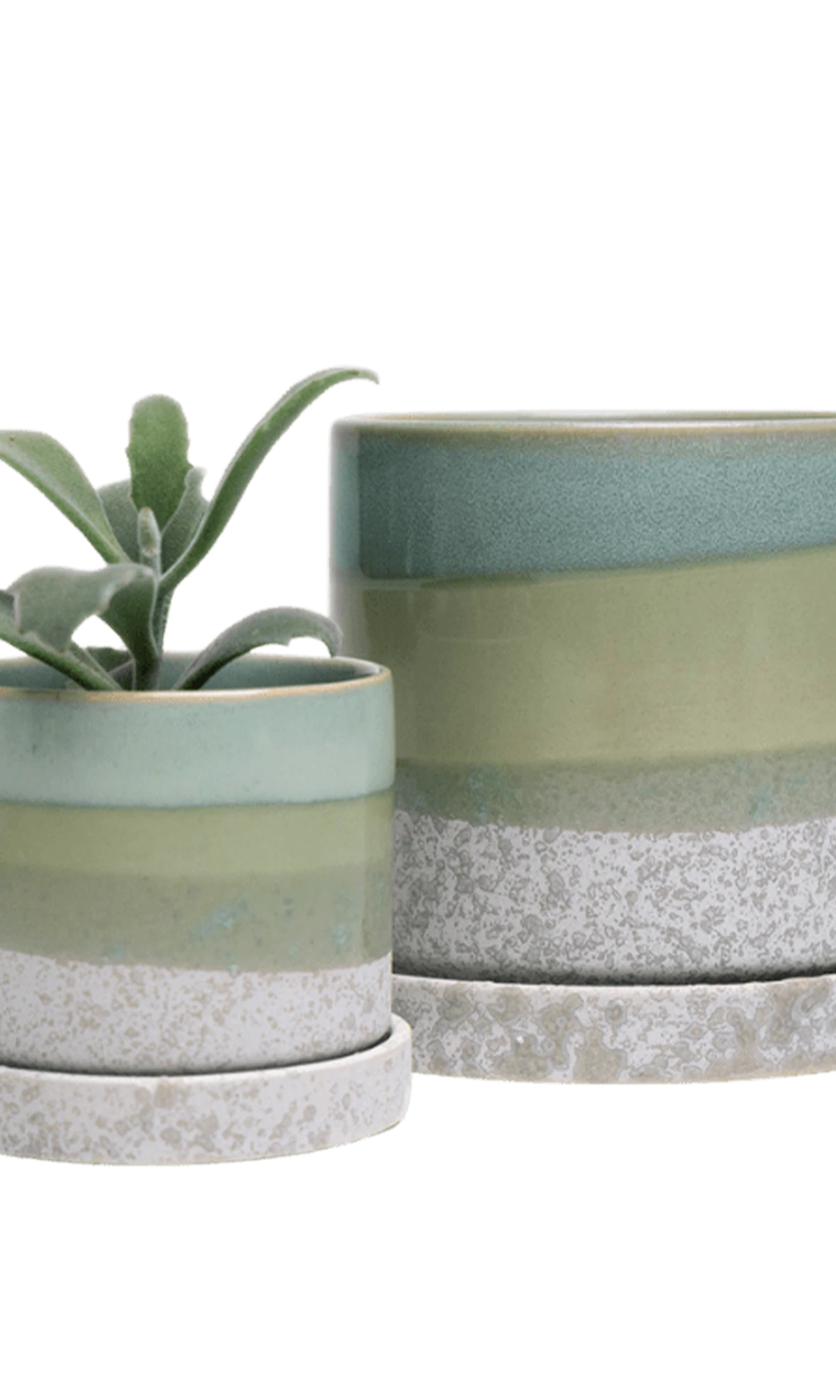 Two Chive Minute green cement ceramic pots with drainage and saucers in size small and medium styled with a panda plant.