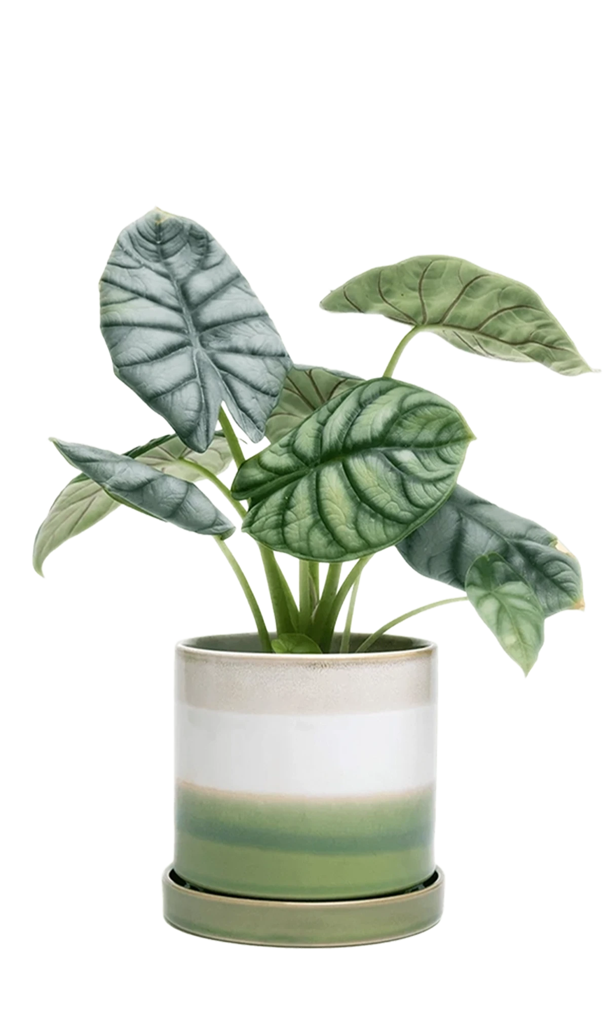 Chive Minute green layers fully glazed ceramic large planter with drainage hole and saucer styled with a plant.