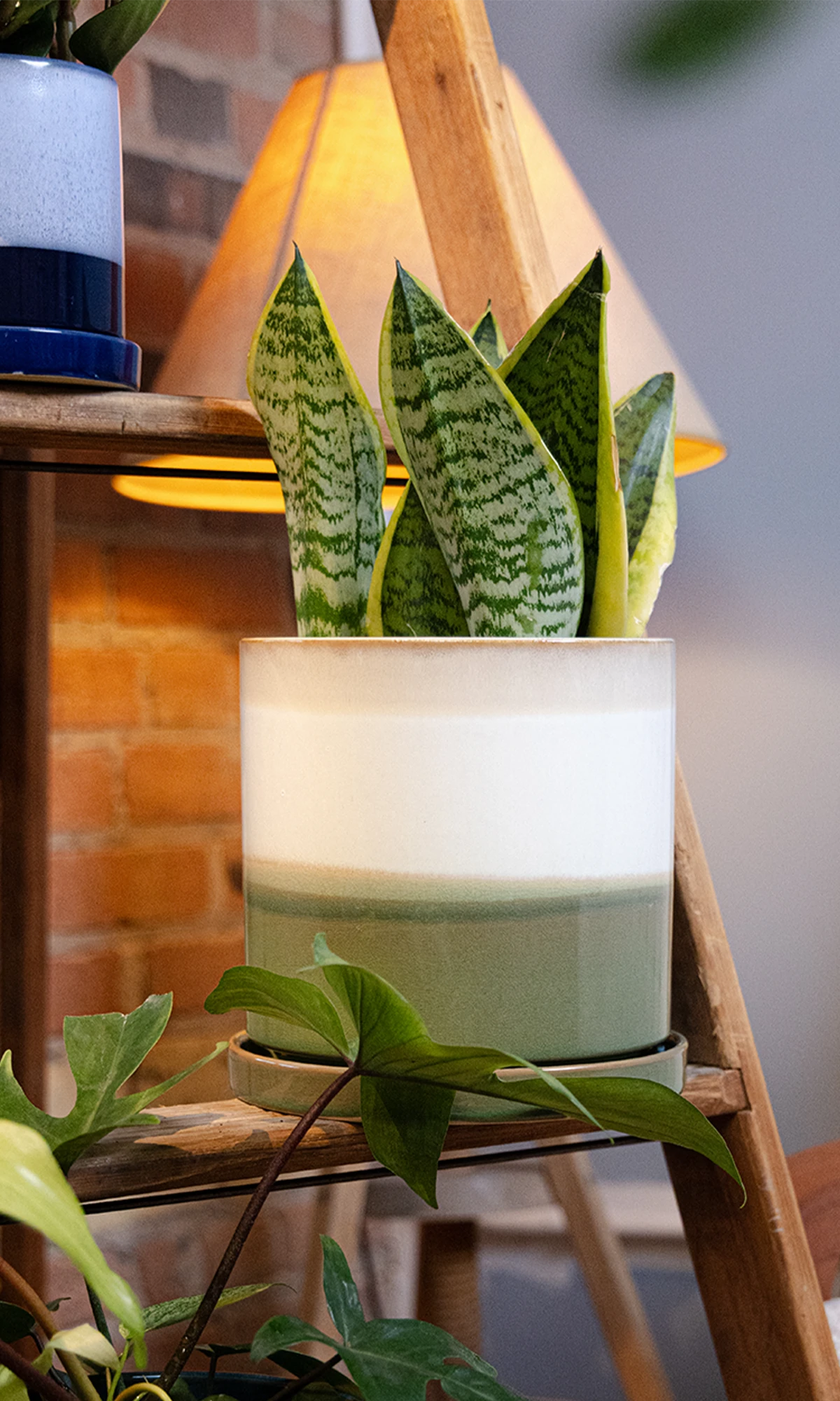 Chive Minute green layers fully glazed ceramic large planter styled with a snake plant on a wooden ladder indoor.