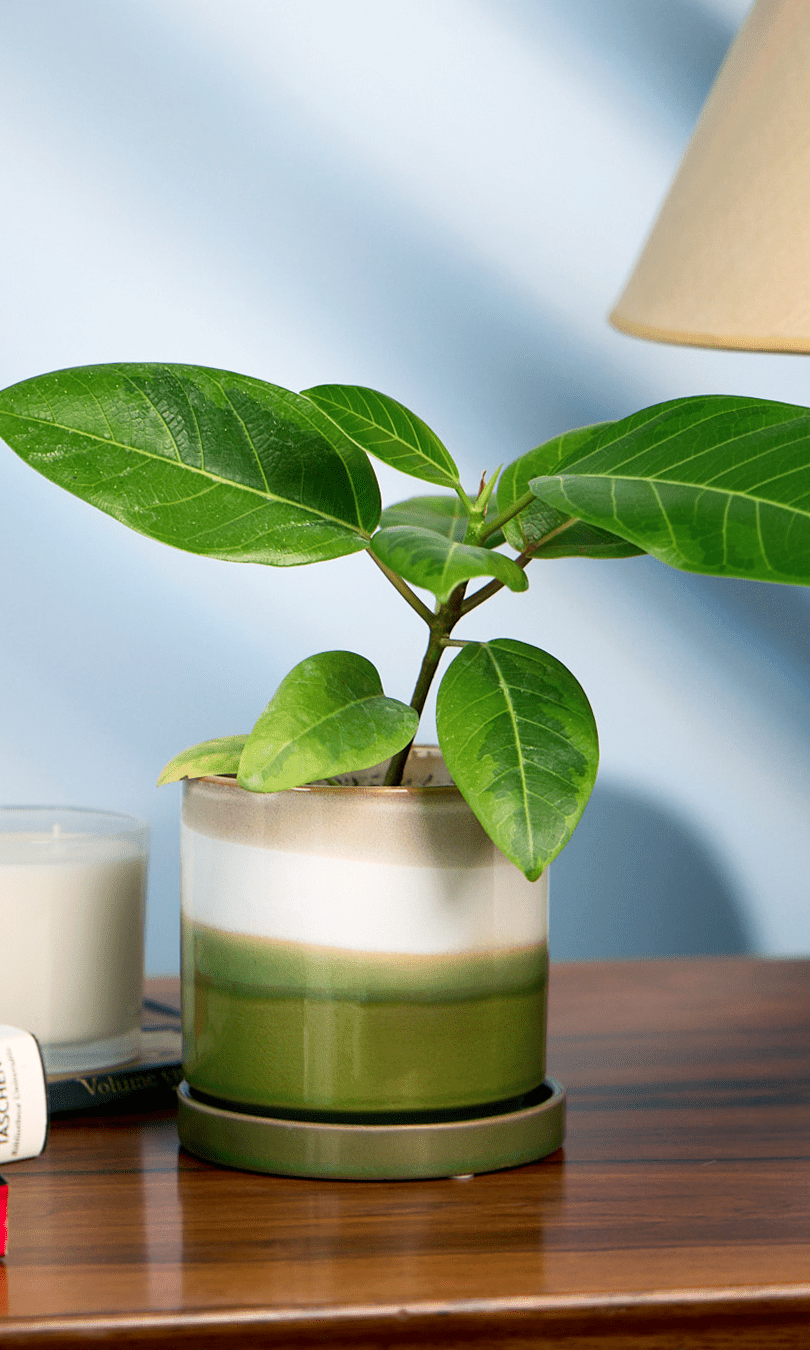 Chive Minute medium green layers ceramic pot with green glazed finish styled with a plant on a wooden table.