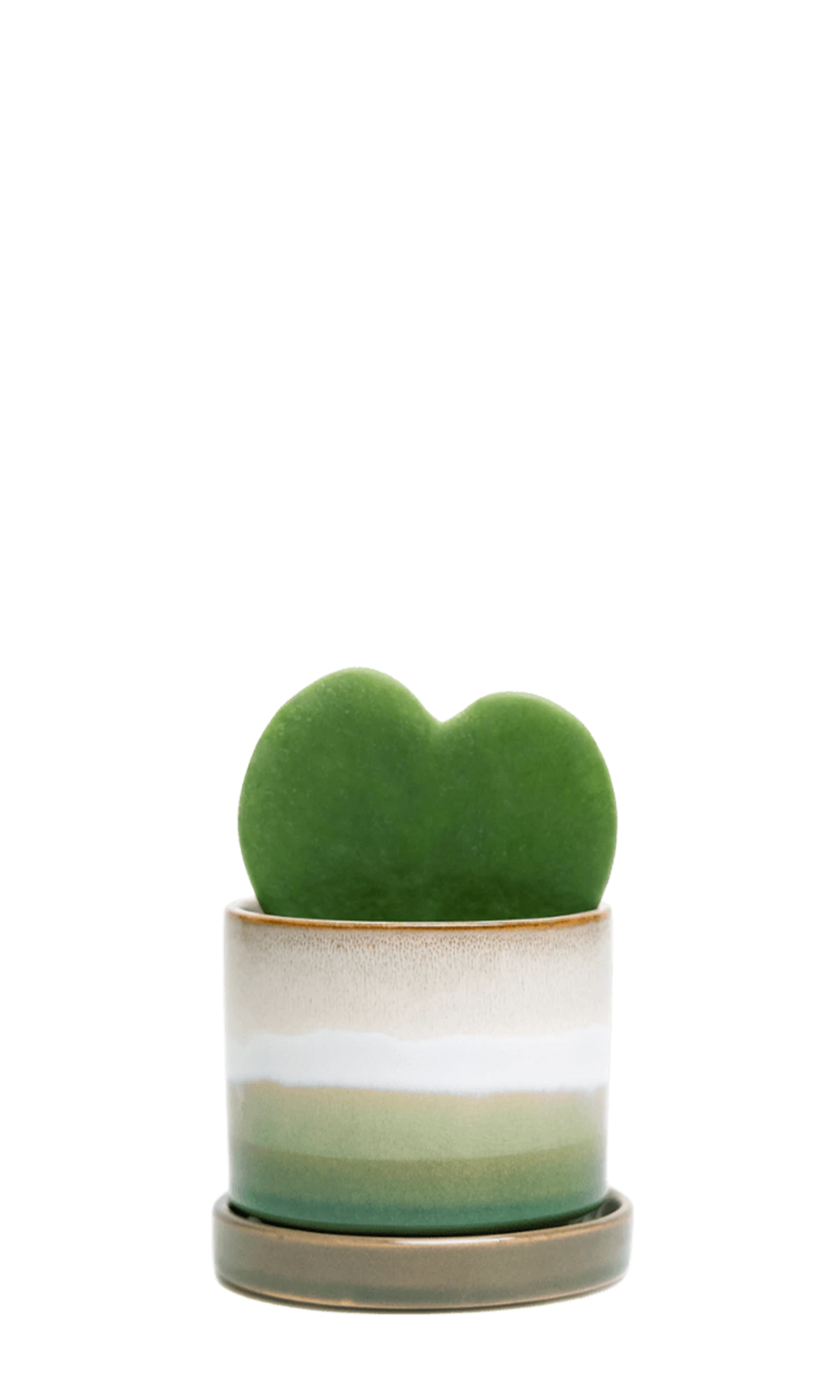 Chive Minute small green layers ceramic pot with drainage and saucer styled with a hoya kerrii.