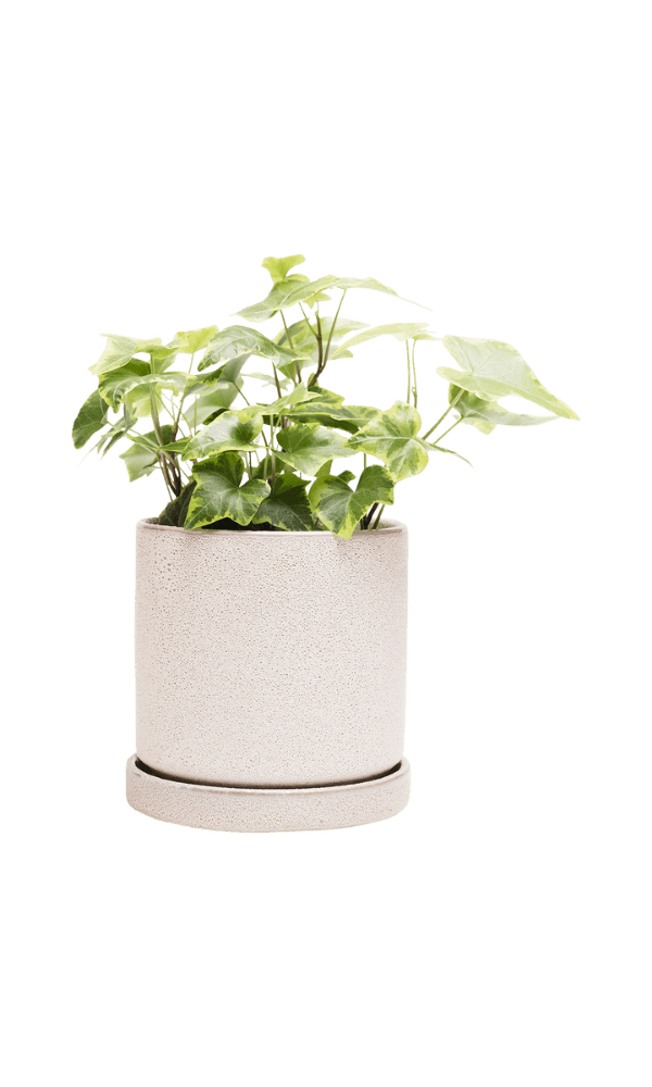 Chive Minute medium ivory speckles ceramic pot with drainage and saucer styled with a plant.