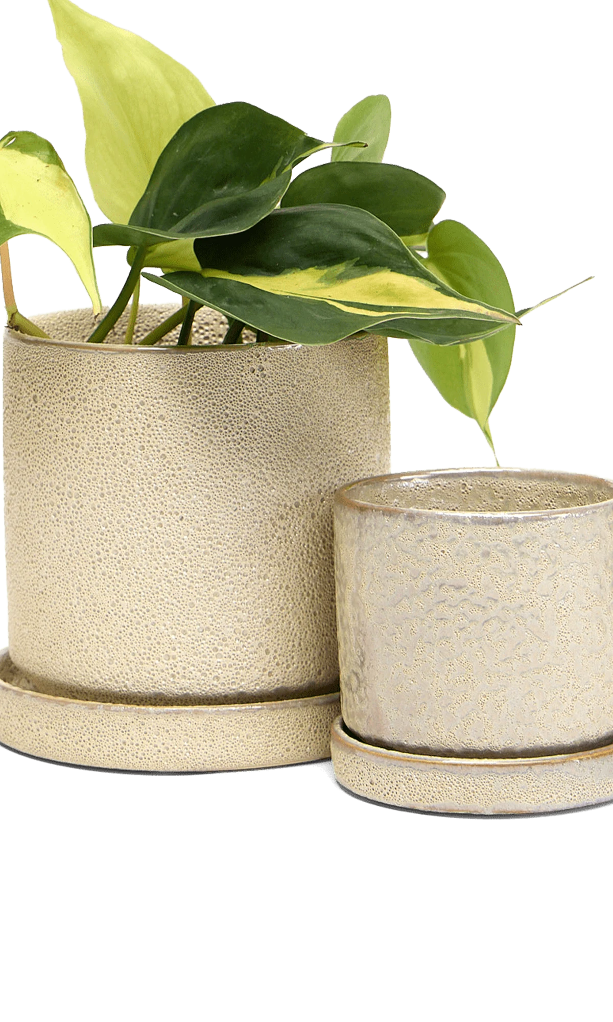 Two Chive Minute ivory speckles ceramic pots with drainage and detachable saucers in size small and medium styled with a plant.