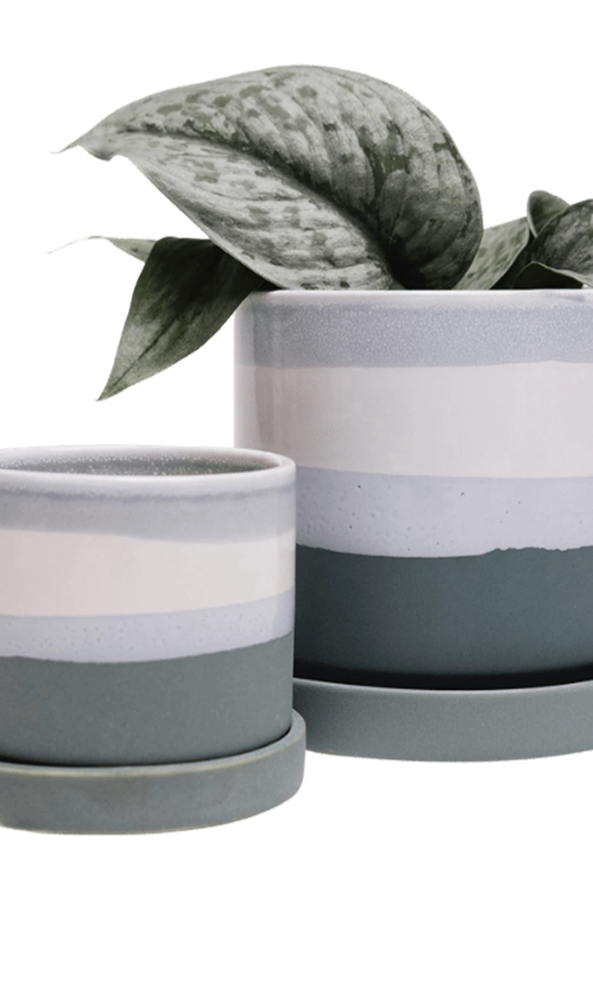 Two Chive Minute matte green ceramic pots with drainage and detachable saucers in size small and medium styled with a plant.