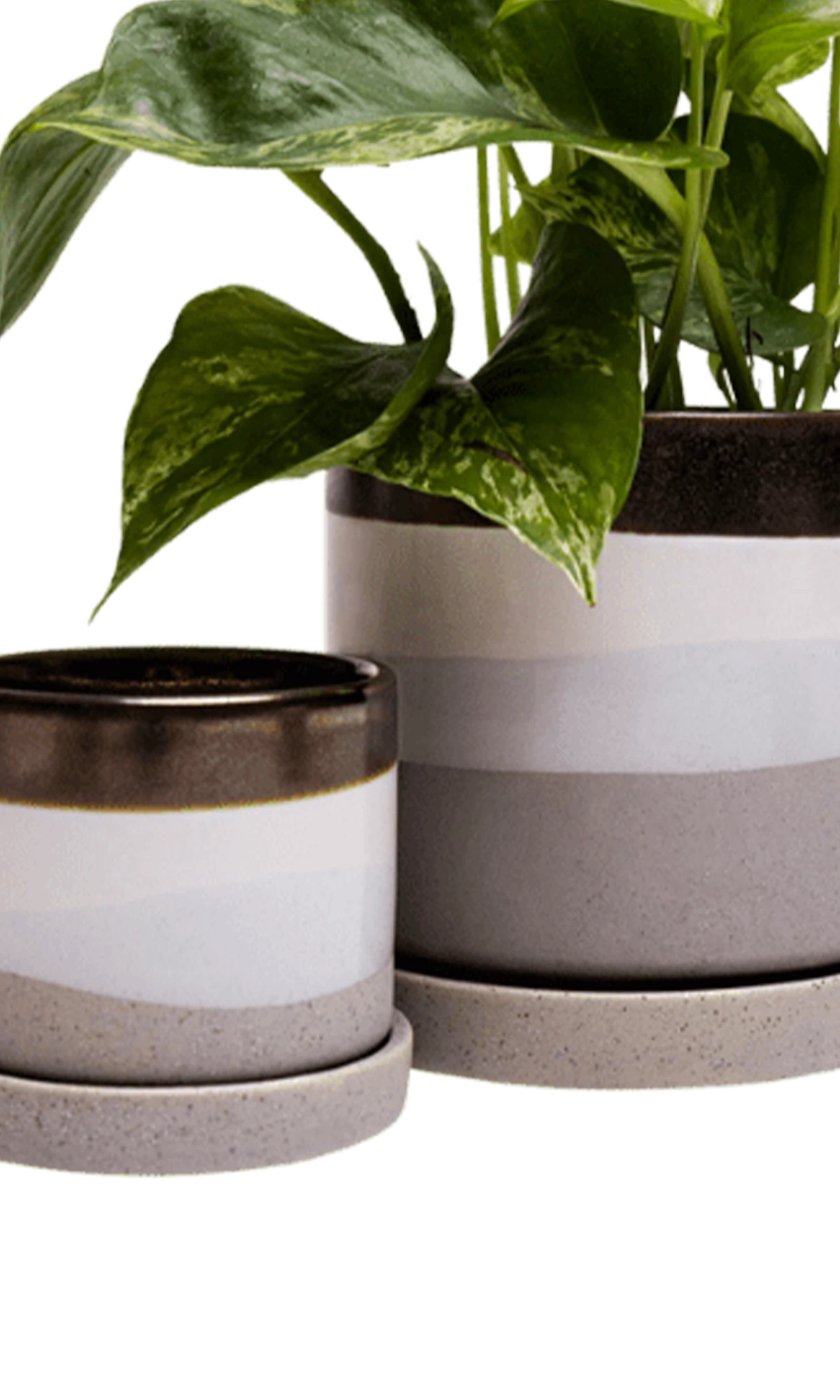Two Chive Minute mocha cement ceramic pots with drainage and detachable saucers in size small and medium styled with a pothos.