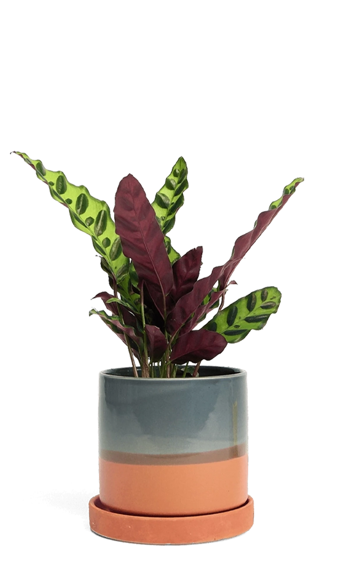 Chive Minute medium terracotta ceramic pot with drainage and saucer styled with a calathea insignis