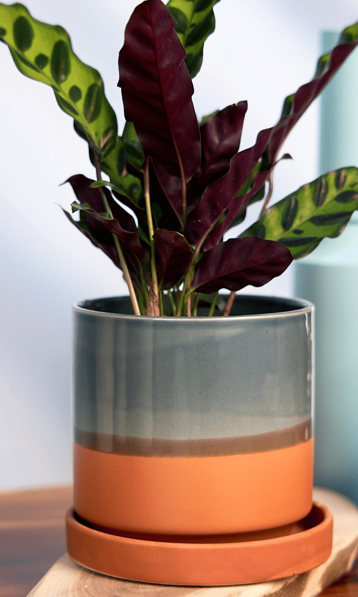 Chive Minute medium glazed terracotta ceramic pot styled with a calathea insignis plant on a wooden board on the table indoor.