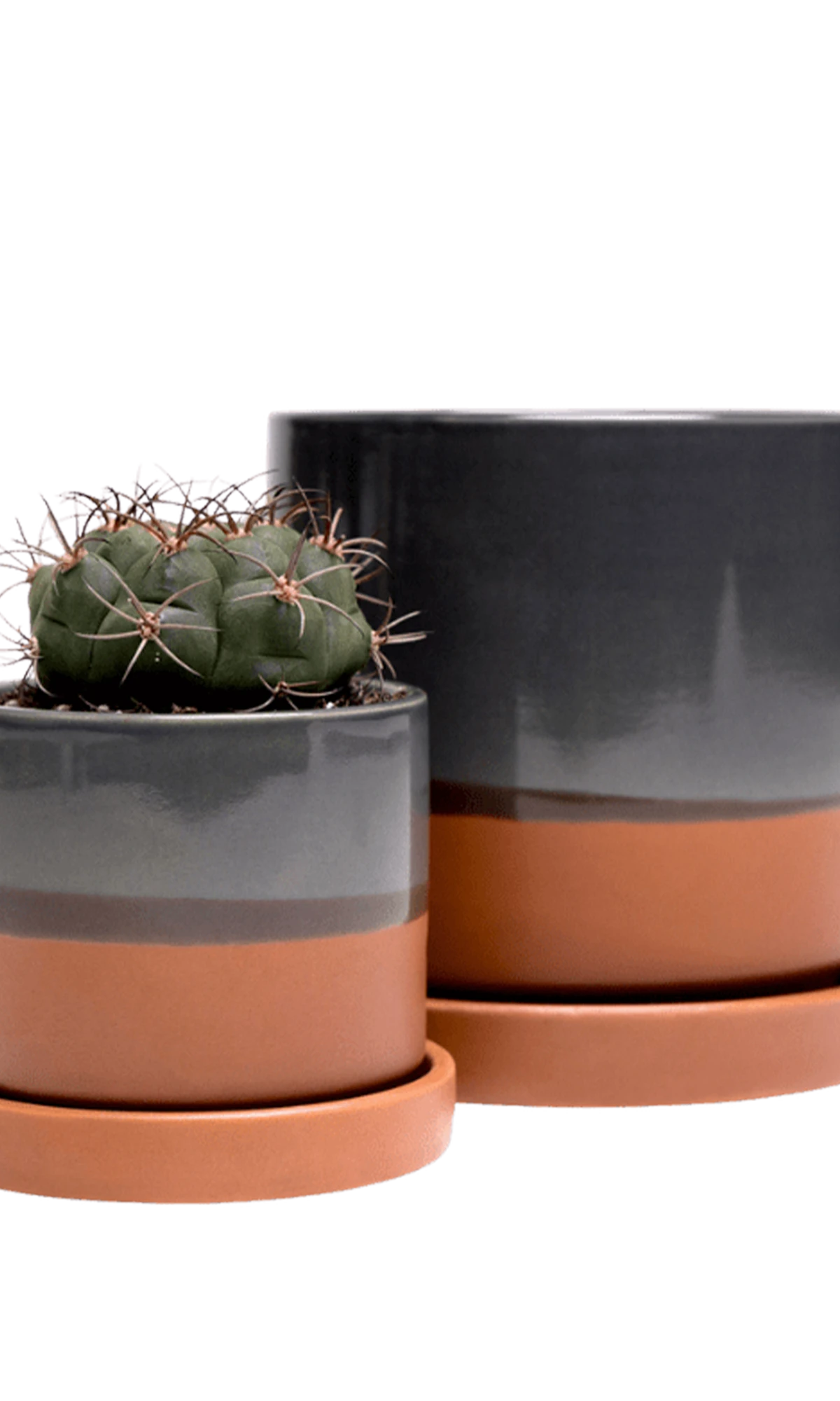 Two Chive Minute bronze ceramic pots with drainage and detachable saucers in size small and medium styled with a cactus.