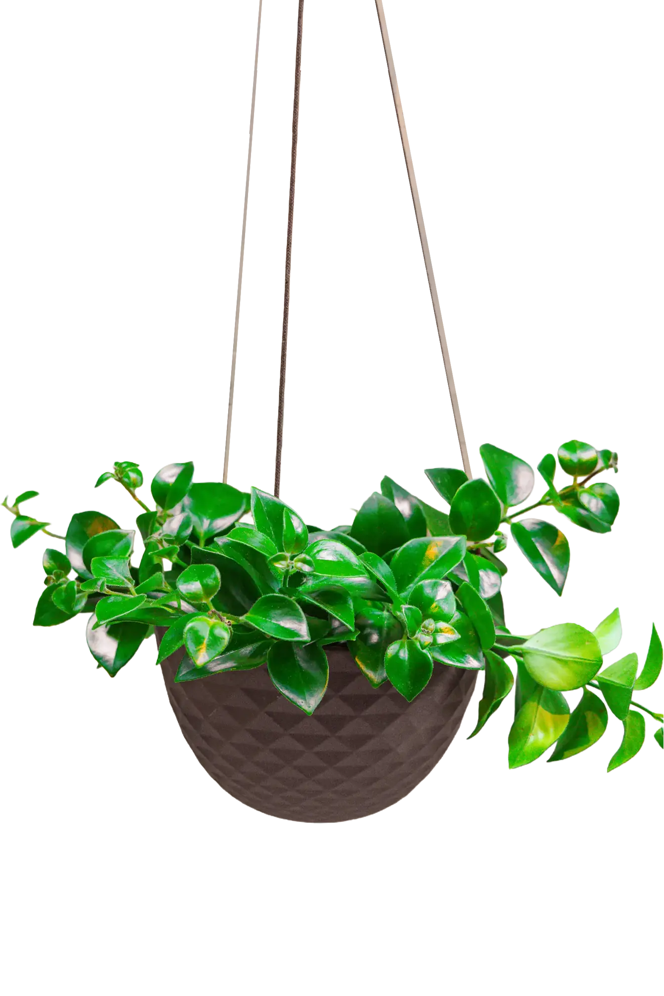 Chive Mofo large black ceramic hanging pot with diamond texture, with a trailing plant.