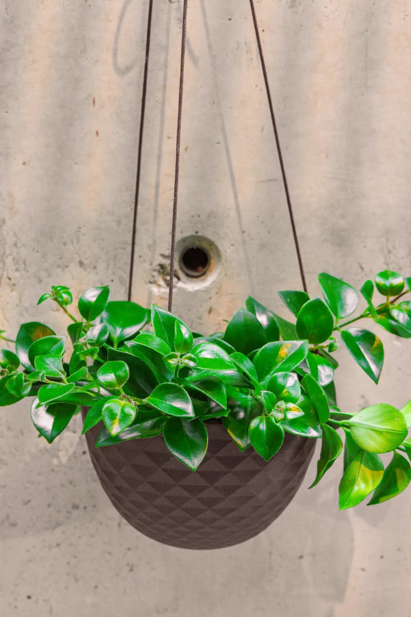 Chive Mofo large black ceramic hanging pot with diamond texture, hanging against a concrete wall with a trailing plant.