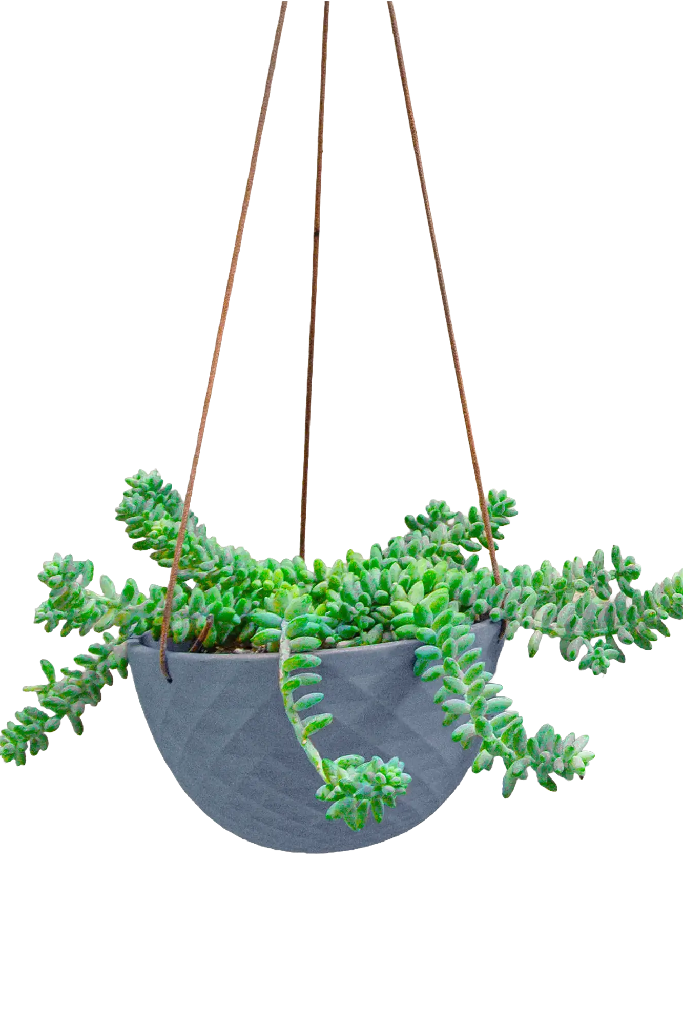 Chive Mofo mini blue grey porcelain hanging planter with no drainage styled with a plant.