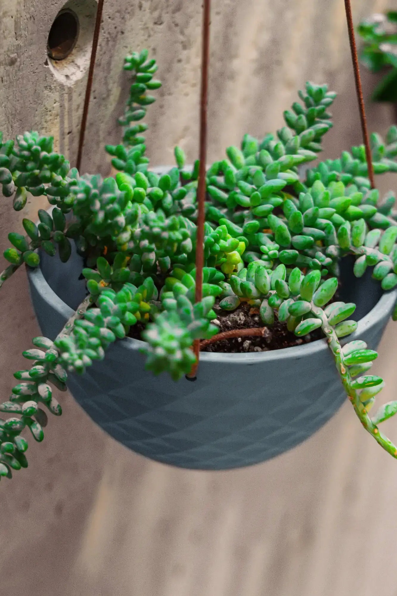 Chive Mofo mini blue grey porcelain hanging planter with no drainage styled with a plant against a concrete wall.