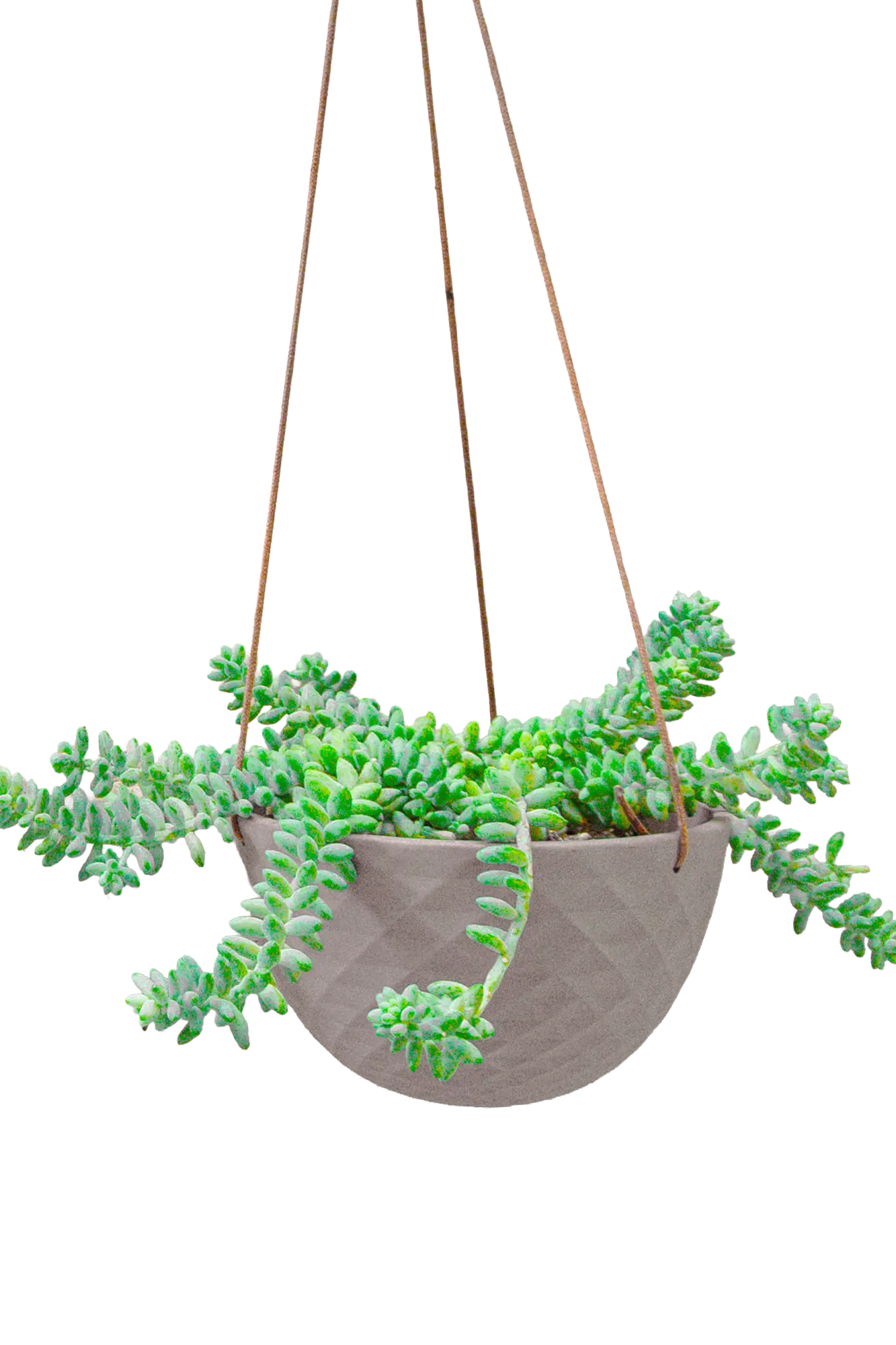 Chive Mofo mini light grey porcelain hanging planter with no drainage styled with a plant.