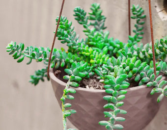 Chive Mofo mini light grey porcelain hanging planter with no drainage styled with a plant against a concrete wall.