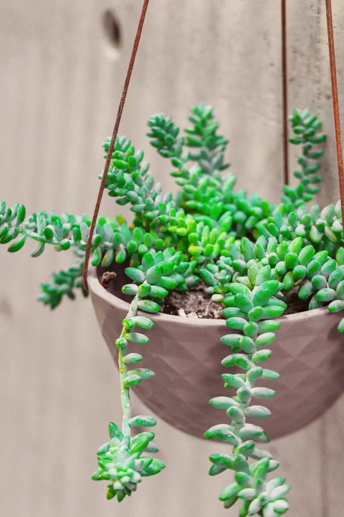 Chive Mofo mini light grey porcelain hanging planter with no drainage styled with a plant against a concrete wall.