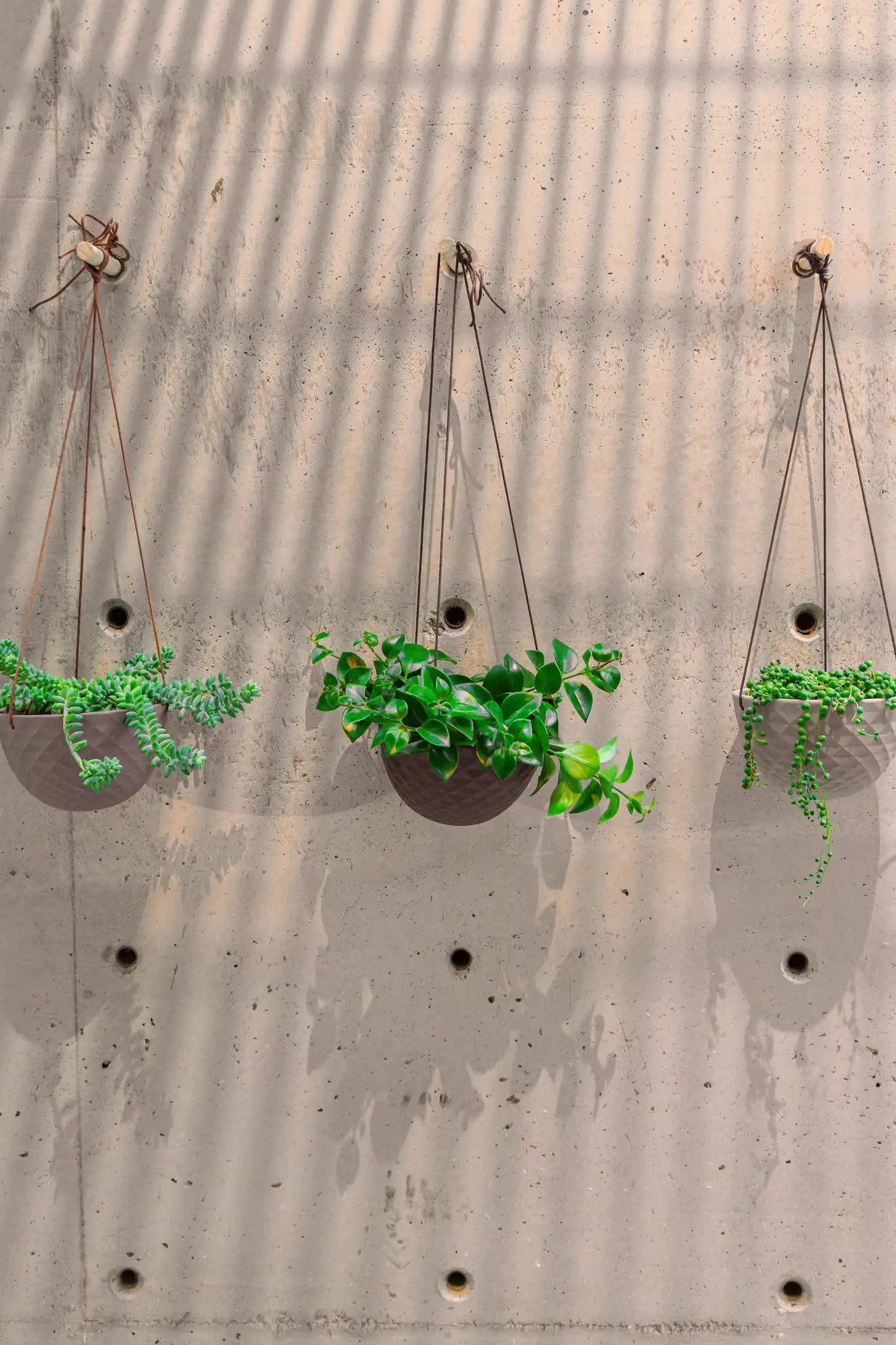 Three Chive Mofo mini porcelain hanging planters in white, light grey, and black, styled with plants against a concrete wall.