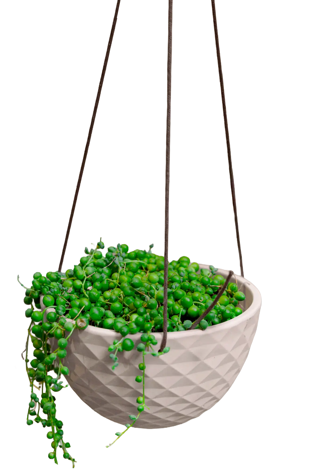 Chive Mofo mini white porcelain hanging planter with no drainage styled with a trailing plant.