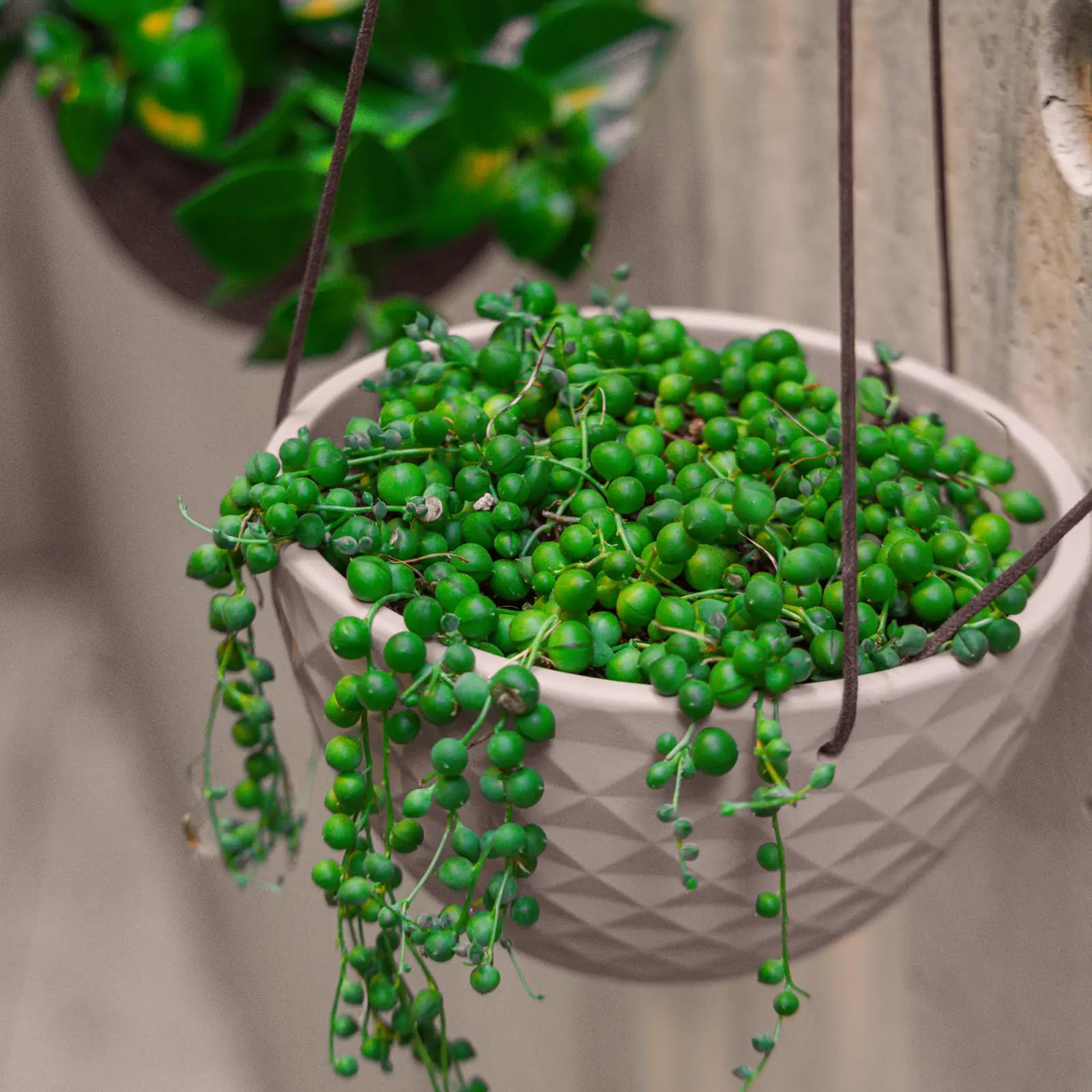 Chive Mofo mini white porcelain hanging planter styled with a tailing plant againt a concrete wall.