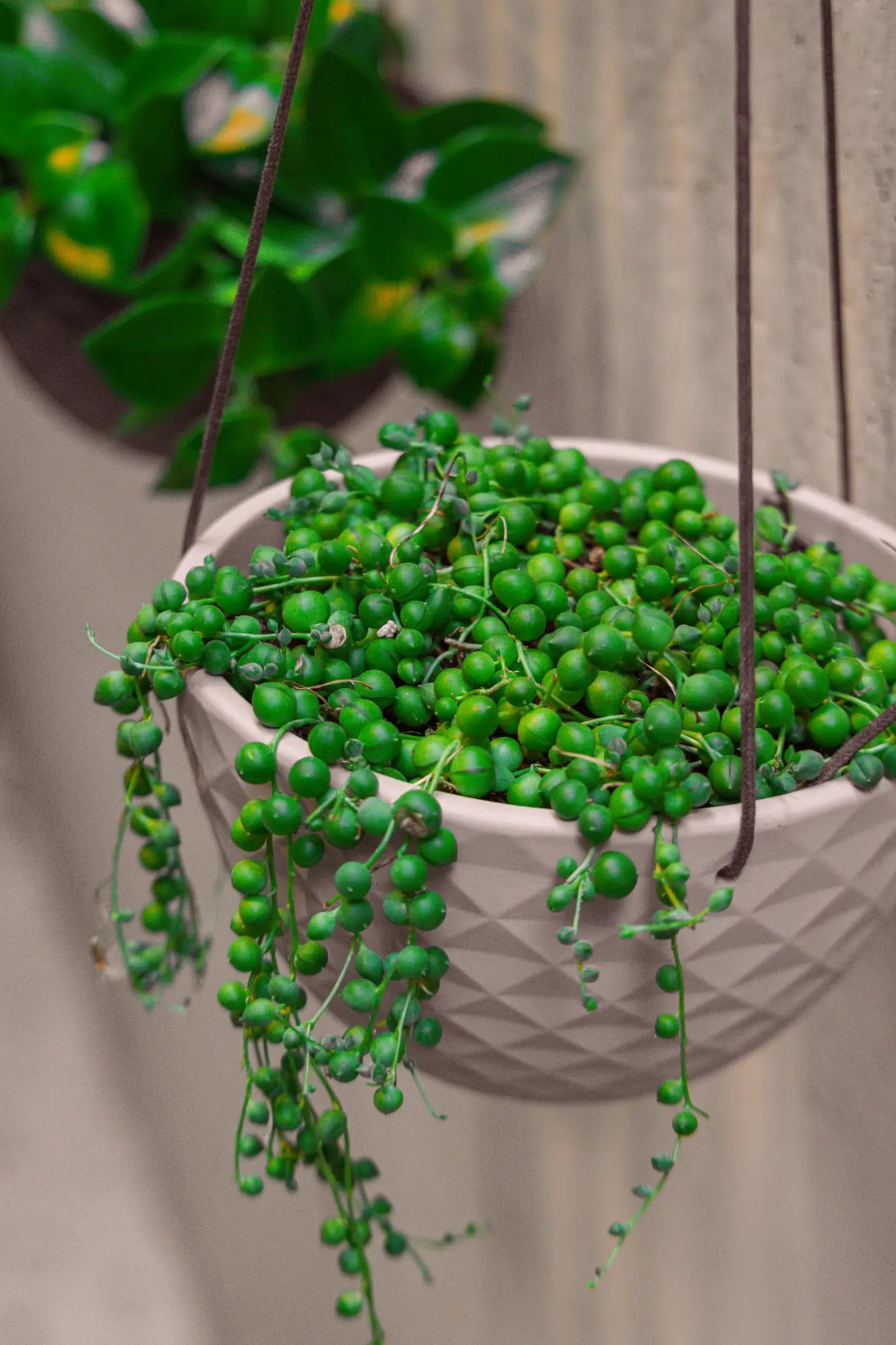 Chive Mofo mini white porcelain hanging planter styled with a tailing plant againt a concrete wall.