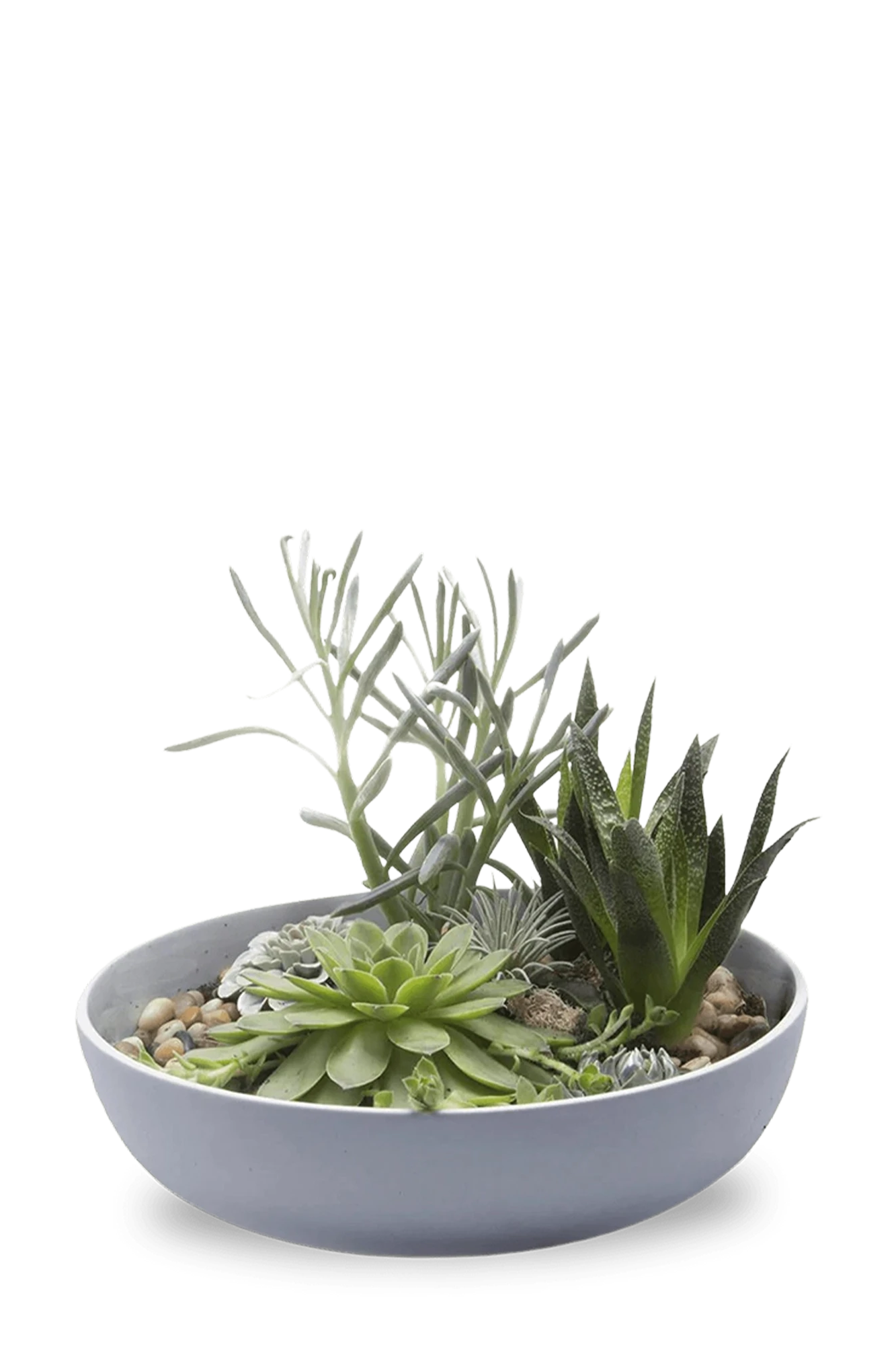 Chive Moog porcelain succulent garden dish in blue grey styled with succulents.
