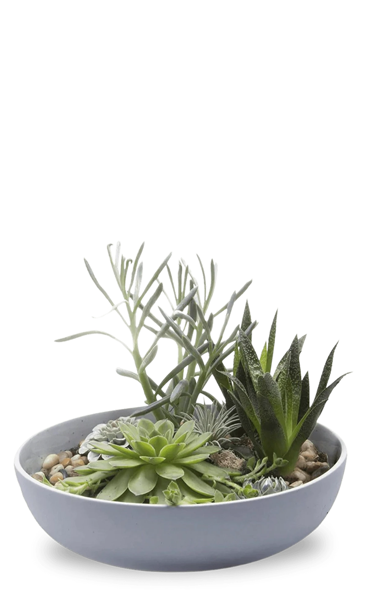 Chive Moog porcelain succulent garden dish in blue grey styled with succulents.
