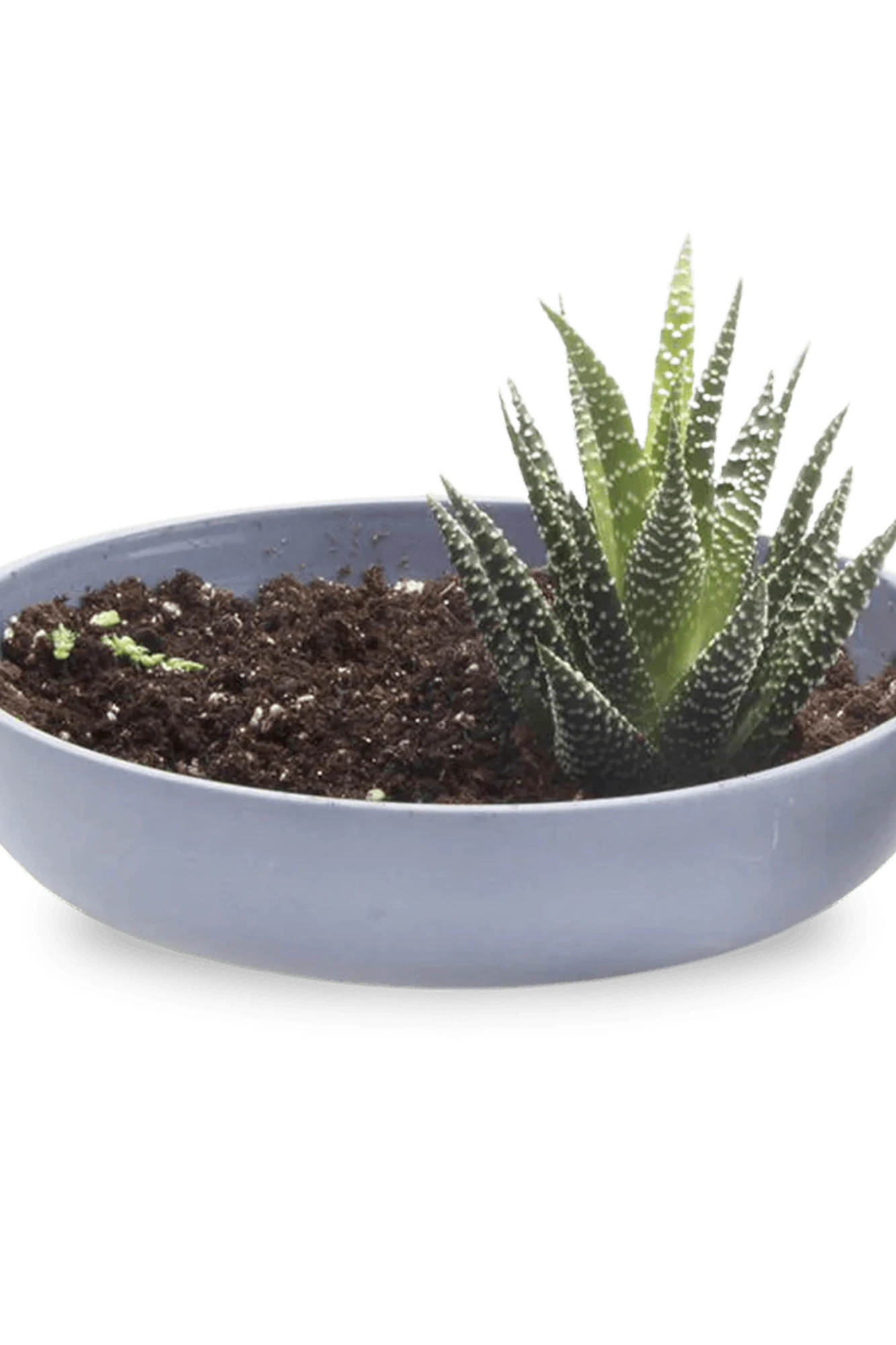 Chive Moog porcelain succulent garden dish in blue grey styled with a succulent.