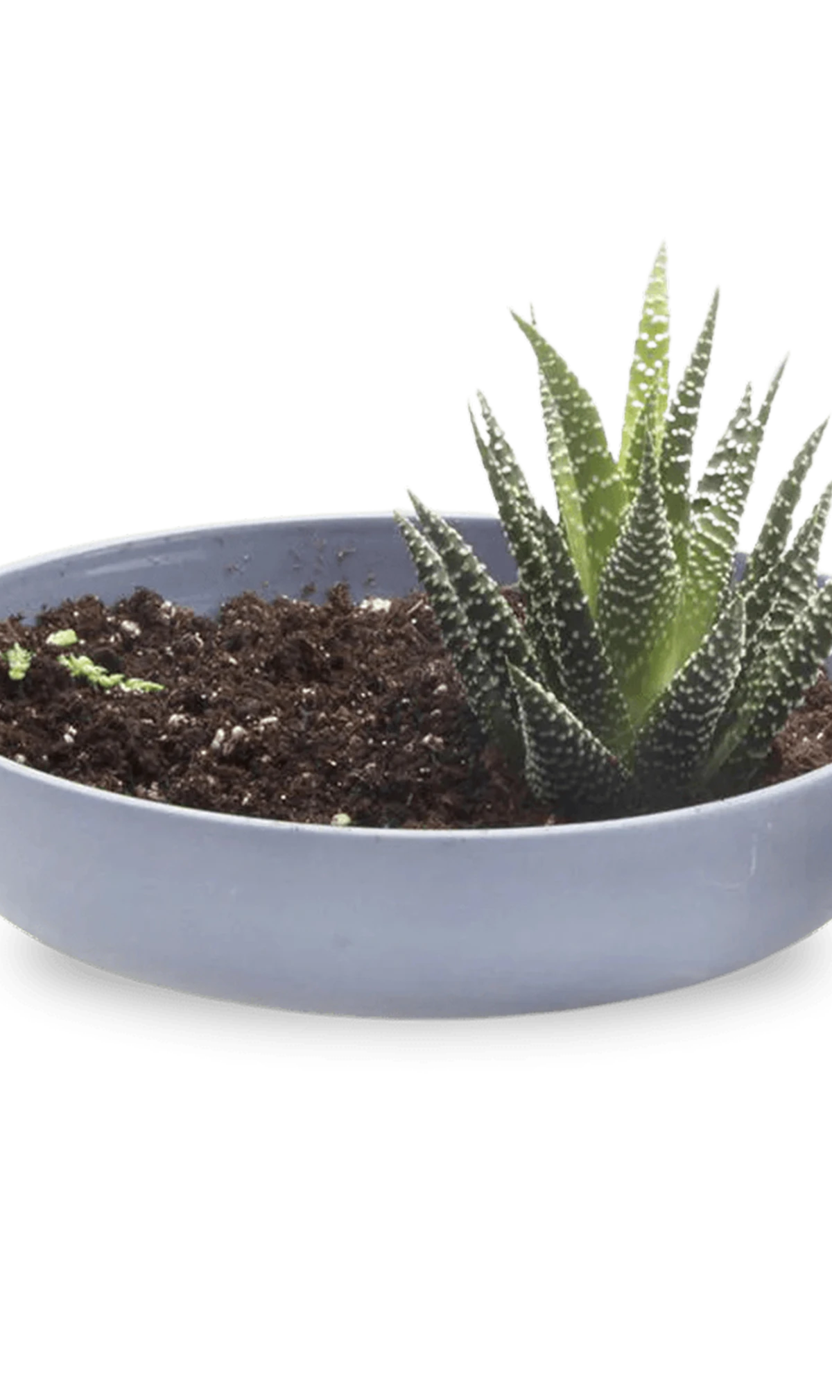 Chive Moog porcelain succulent garden dish in blue grey styled with a succulent.