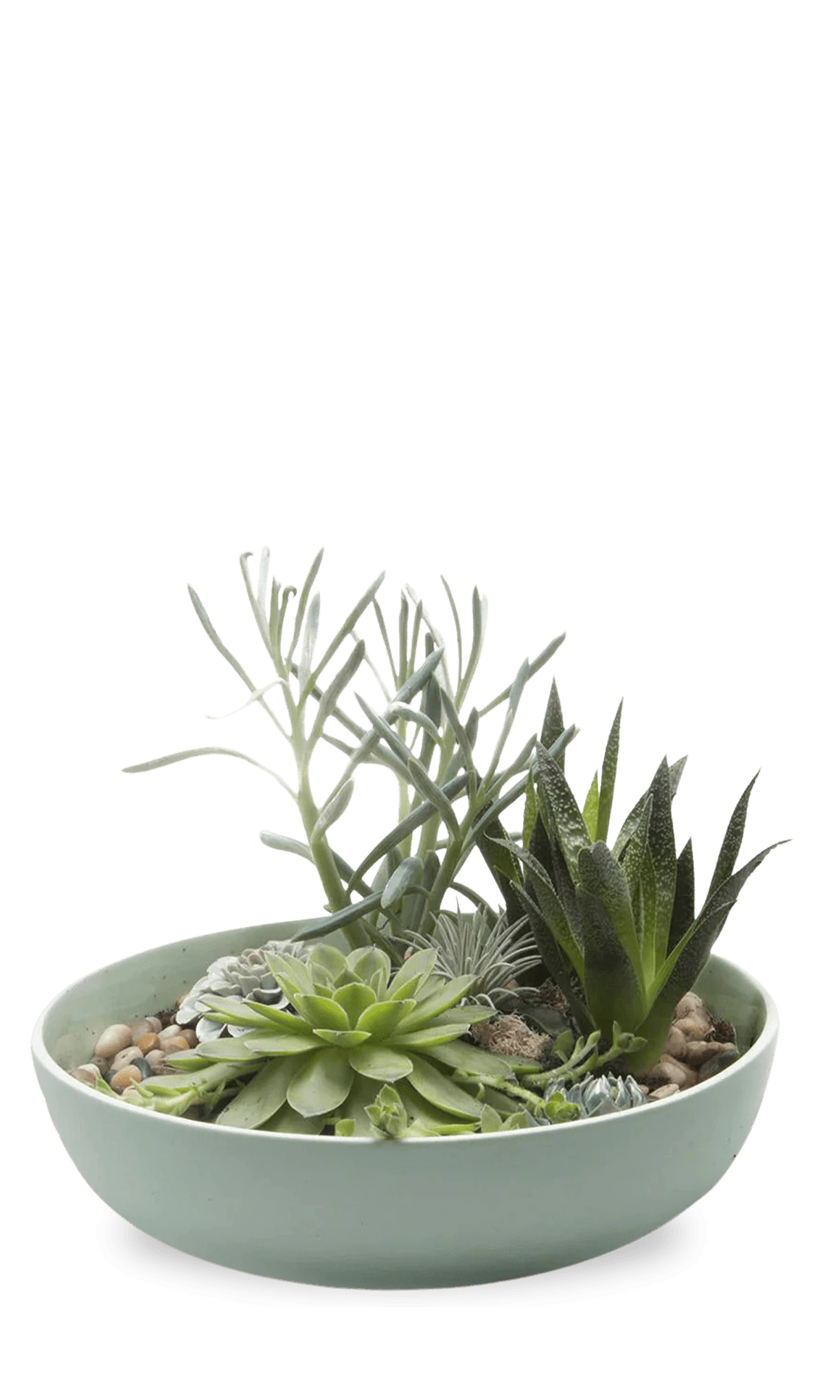 Chive Moog porcelain succulent garden dish in peacock green styled with succulents.