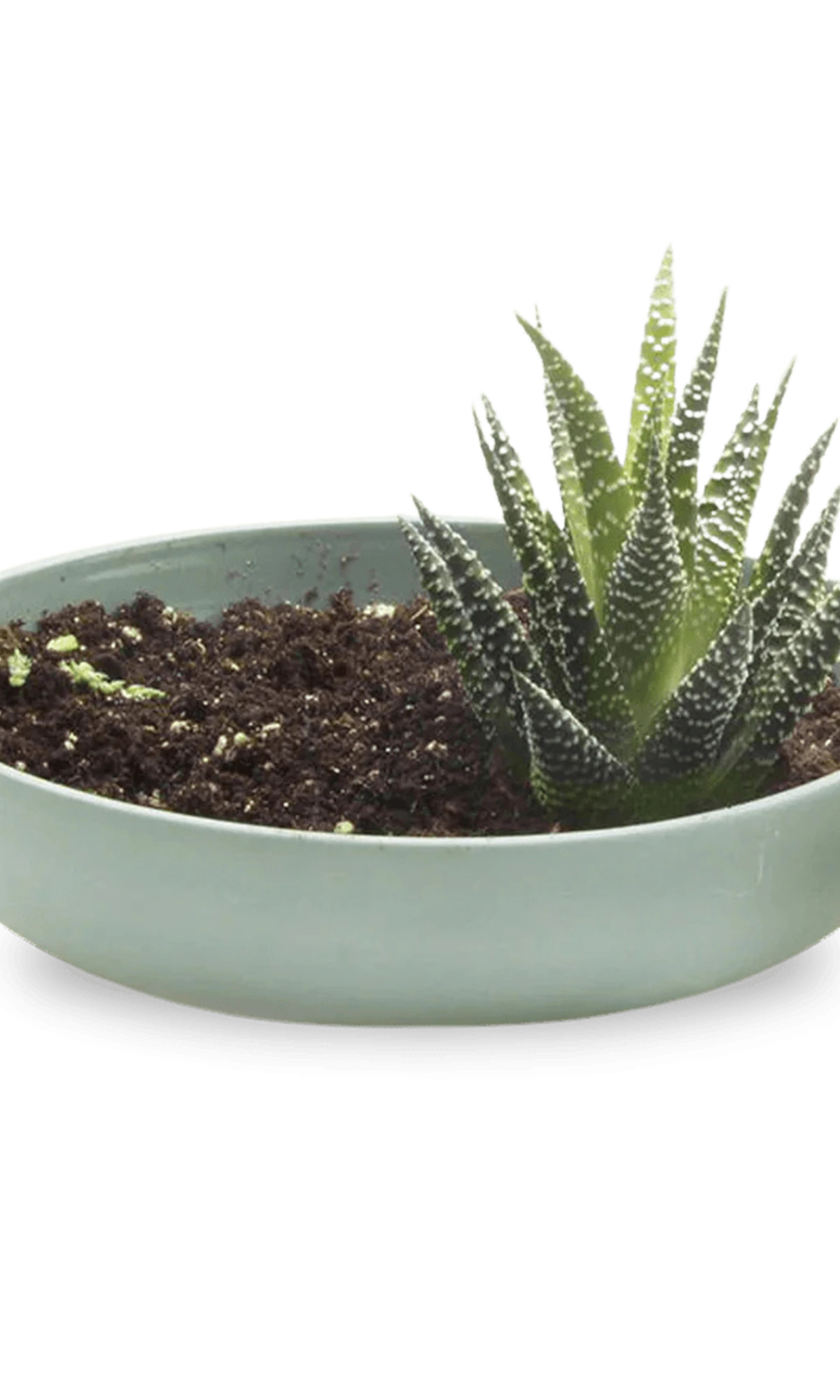 Chive Moog porcelain succulent garden dish in peacock green styled with a succulent.