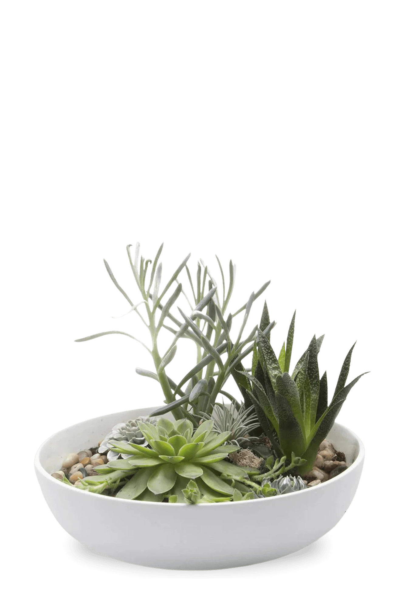 Chive Moog white porcelain succulent garden dish styled with succulents.