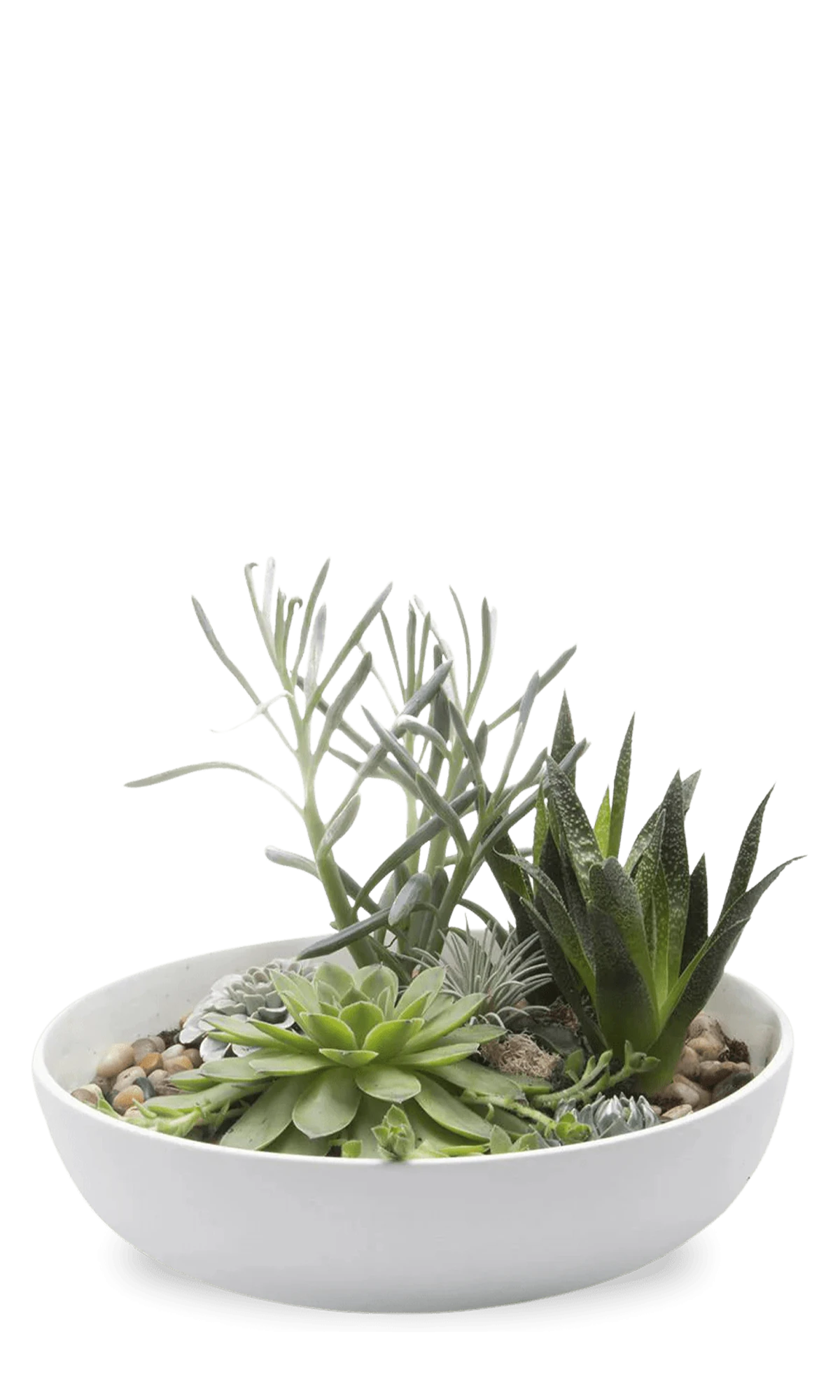 Chive Moog white porcelain succulent garden dish styled with succulents.