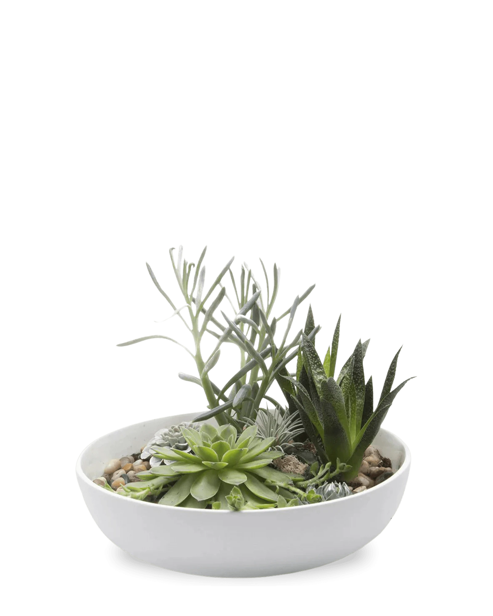 Chive Moog white porcelain succulent garden dish styled with succulents.