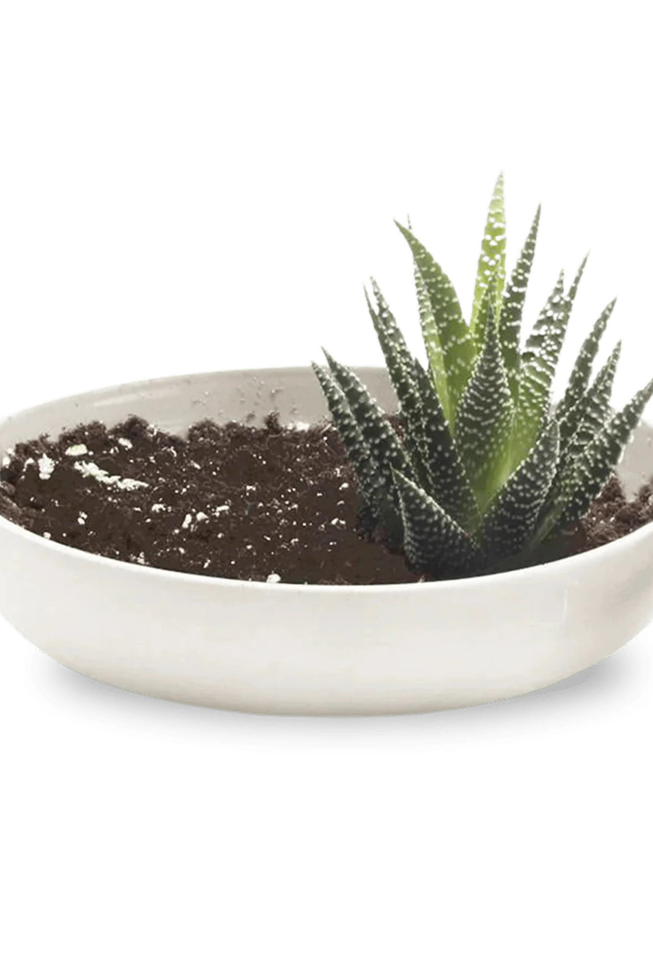 Chive Moog white porcelain succulent garden dish styled with a succulent.