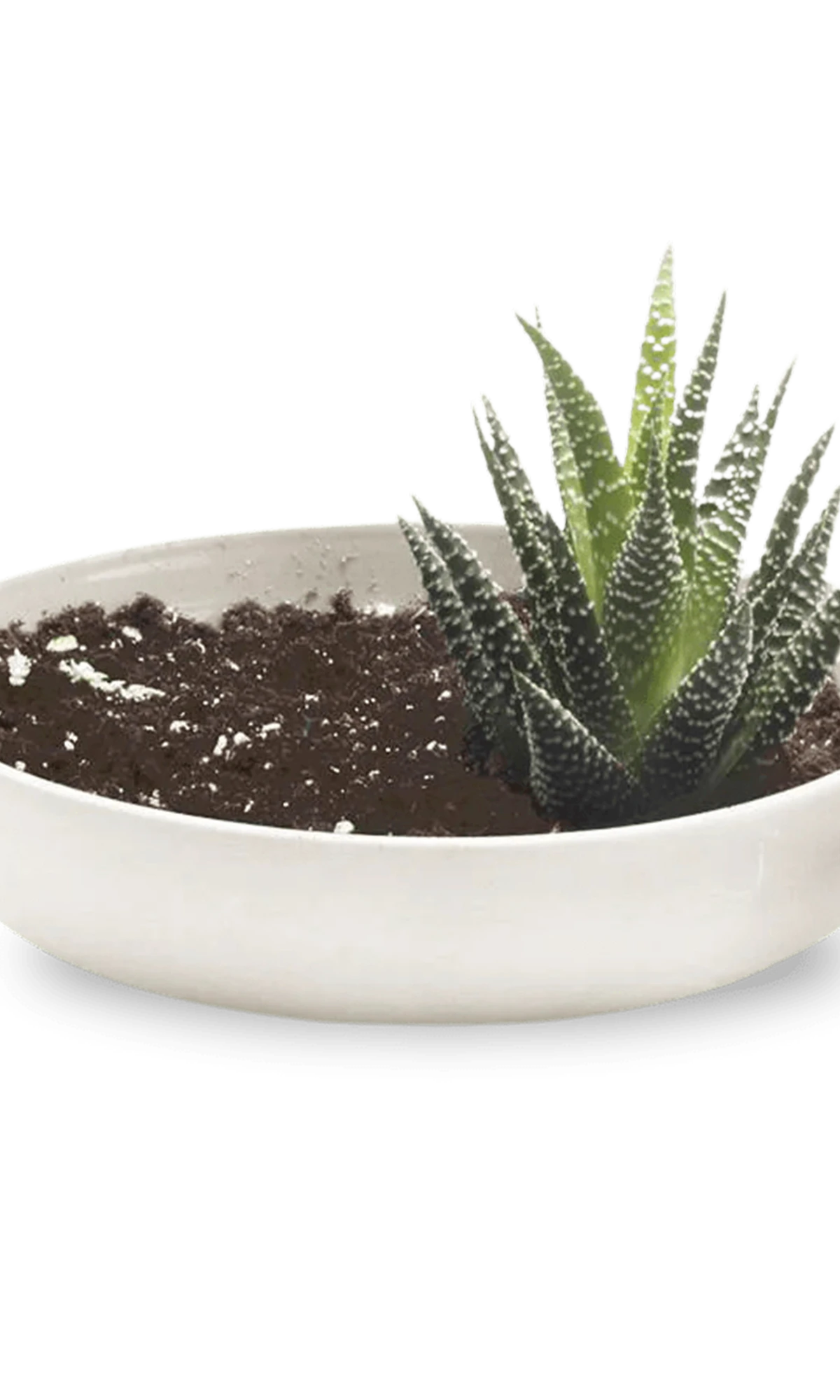 Chive Moog white porcelain succulent garden dish styled with a succulent.