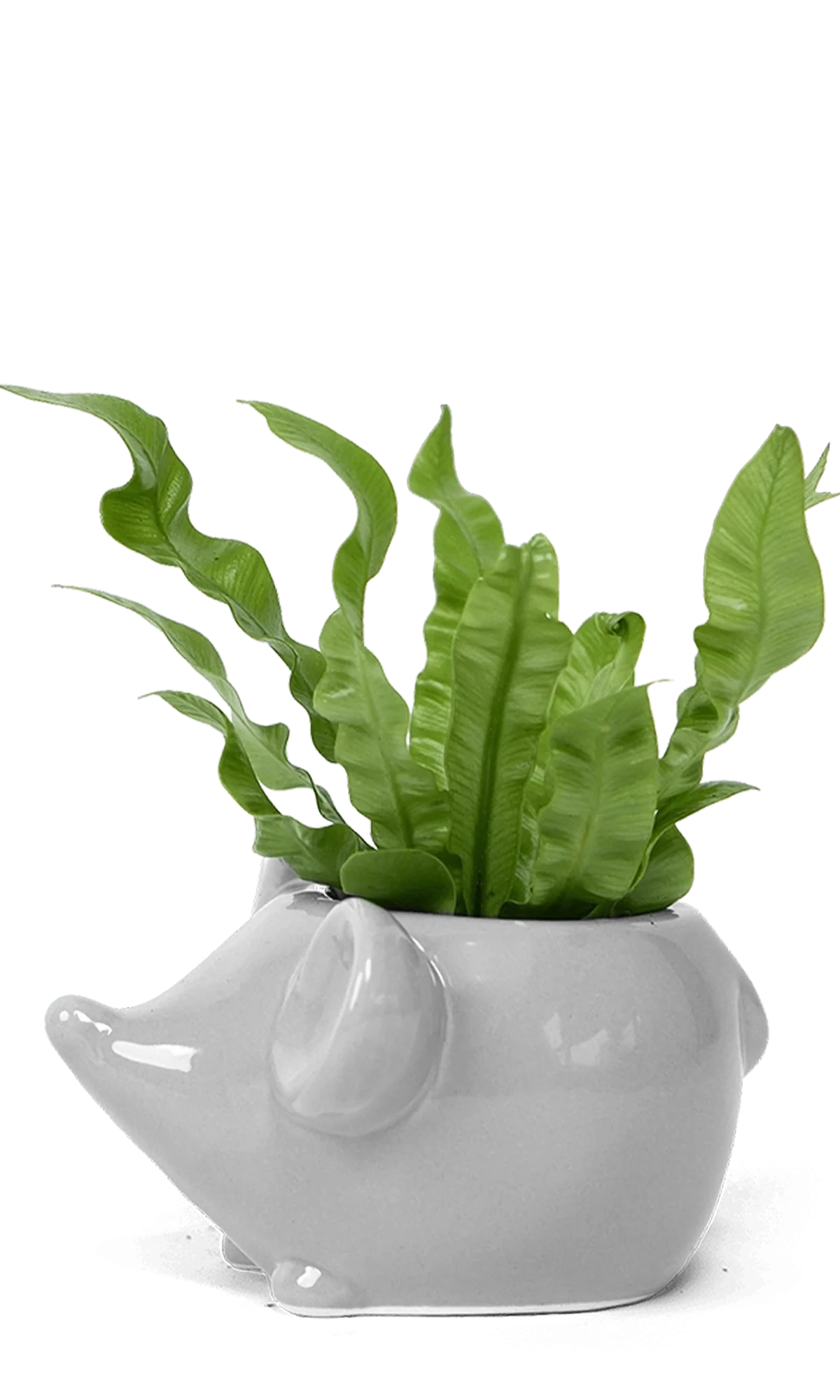 Chive Mouse Grey color glazed ceramic mouse shaped planter styled with a plant.