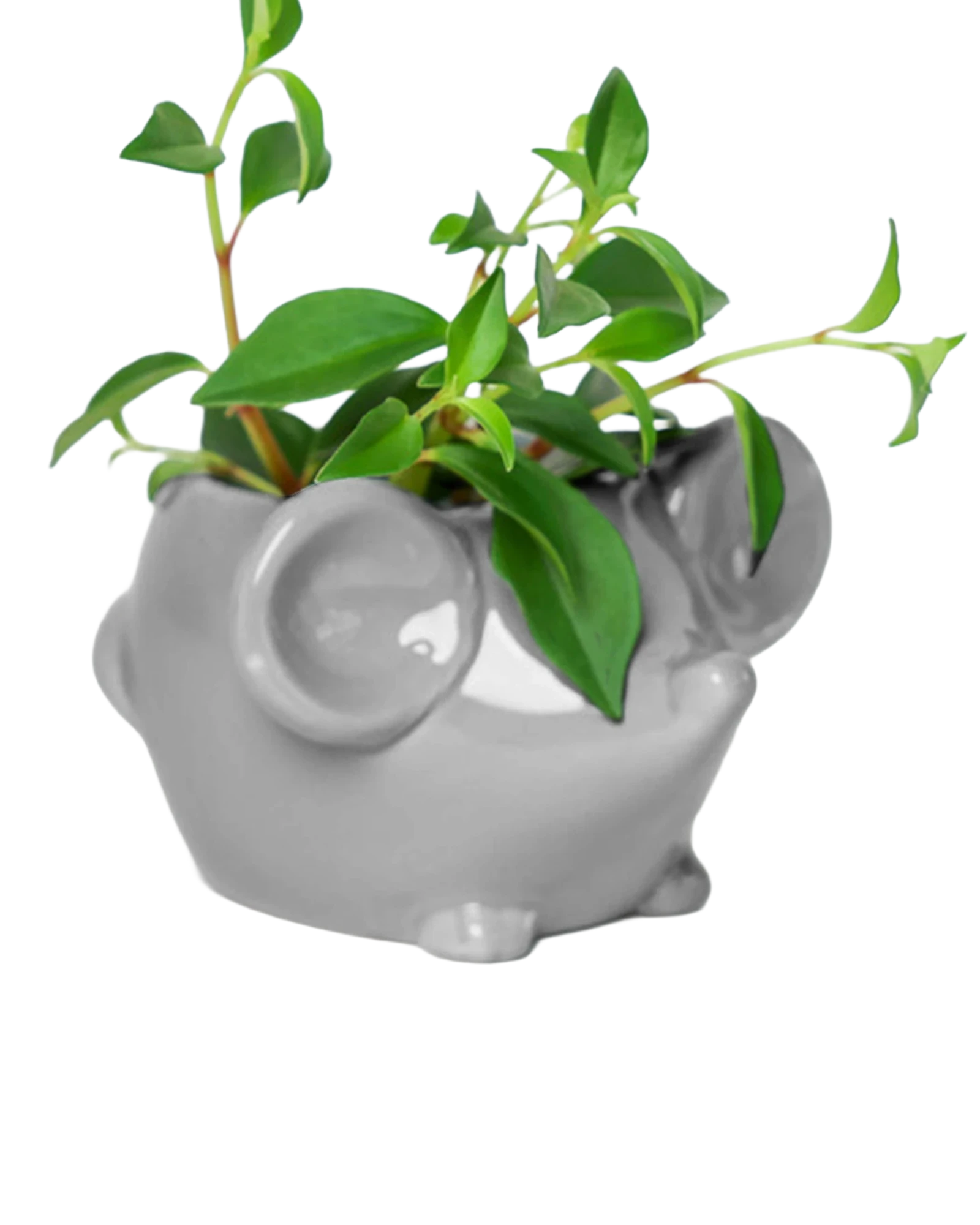 Side view of Chive Mouse Grey color glazed ceramic mouse shaped planter styled with a plant.