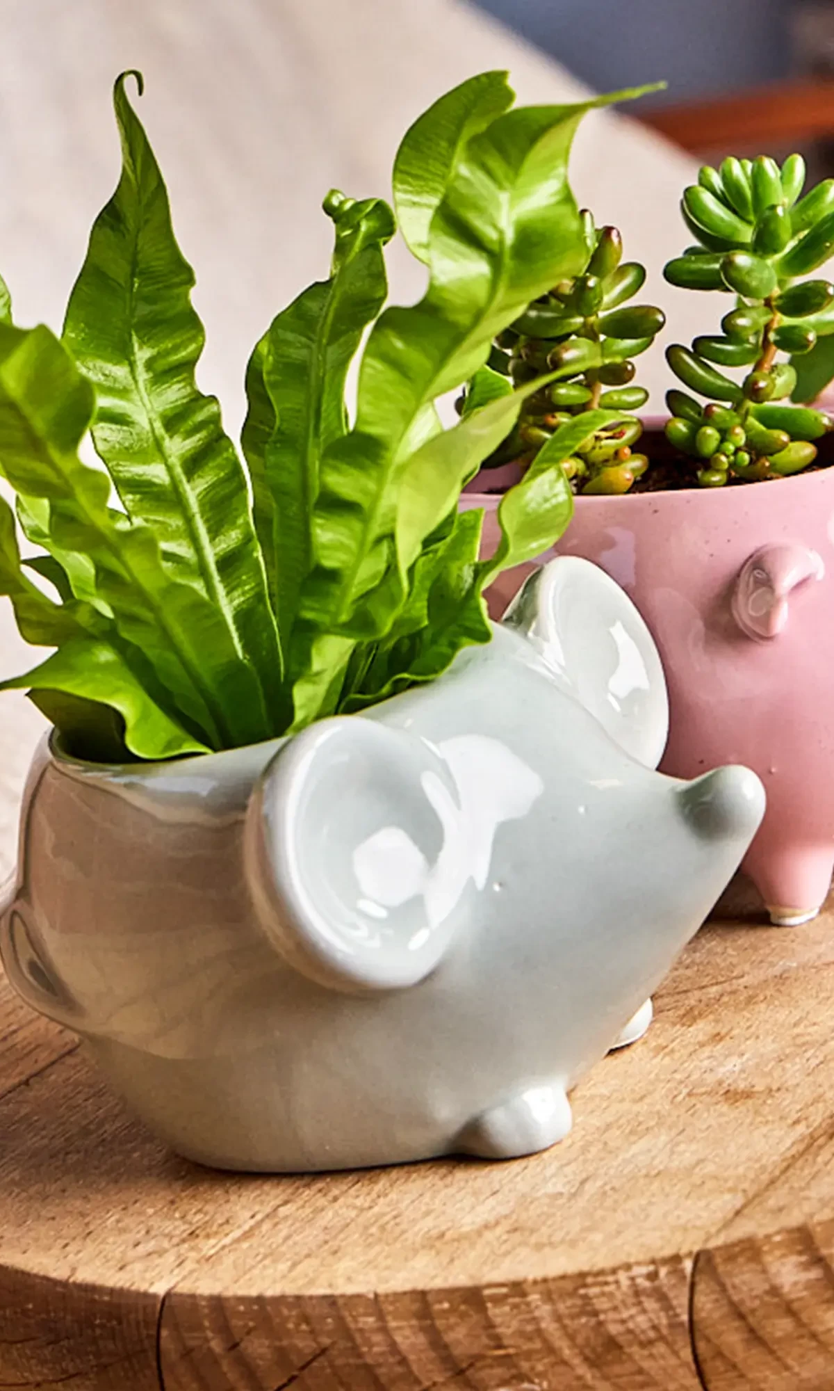 Three Chive Mouse glazed ceramic mouse shaped planters styled with plants on a wood table in a bright room.