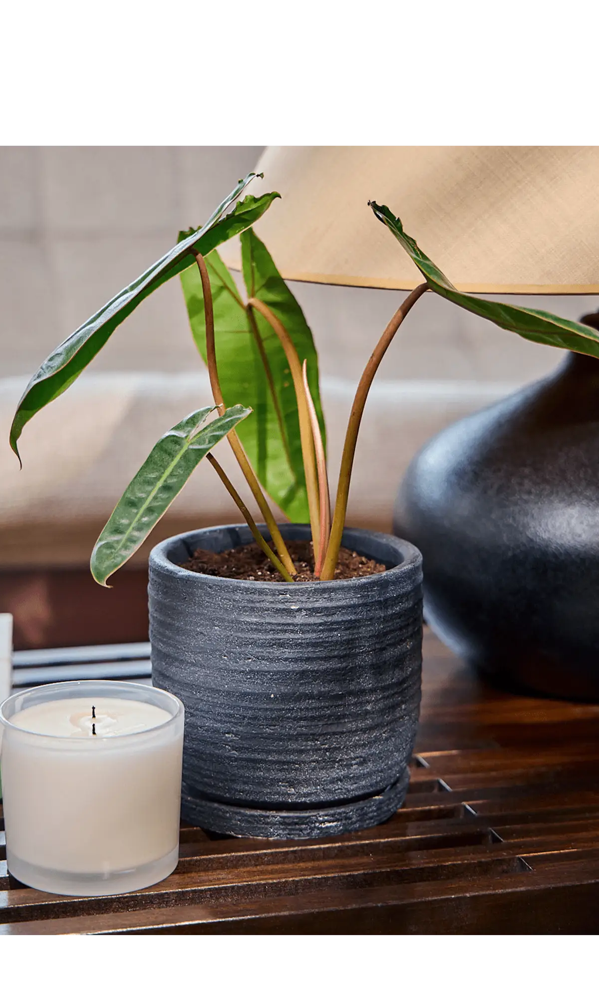 Chive Paul black ribbed ceramic small planter holding a philodendron on a wooden side table.