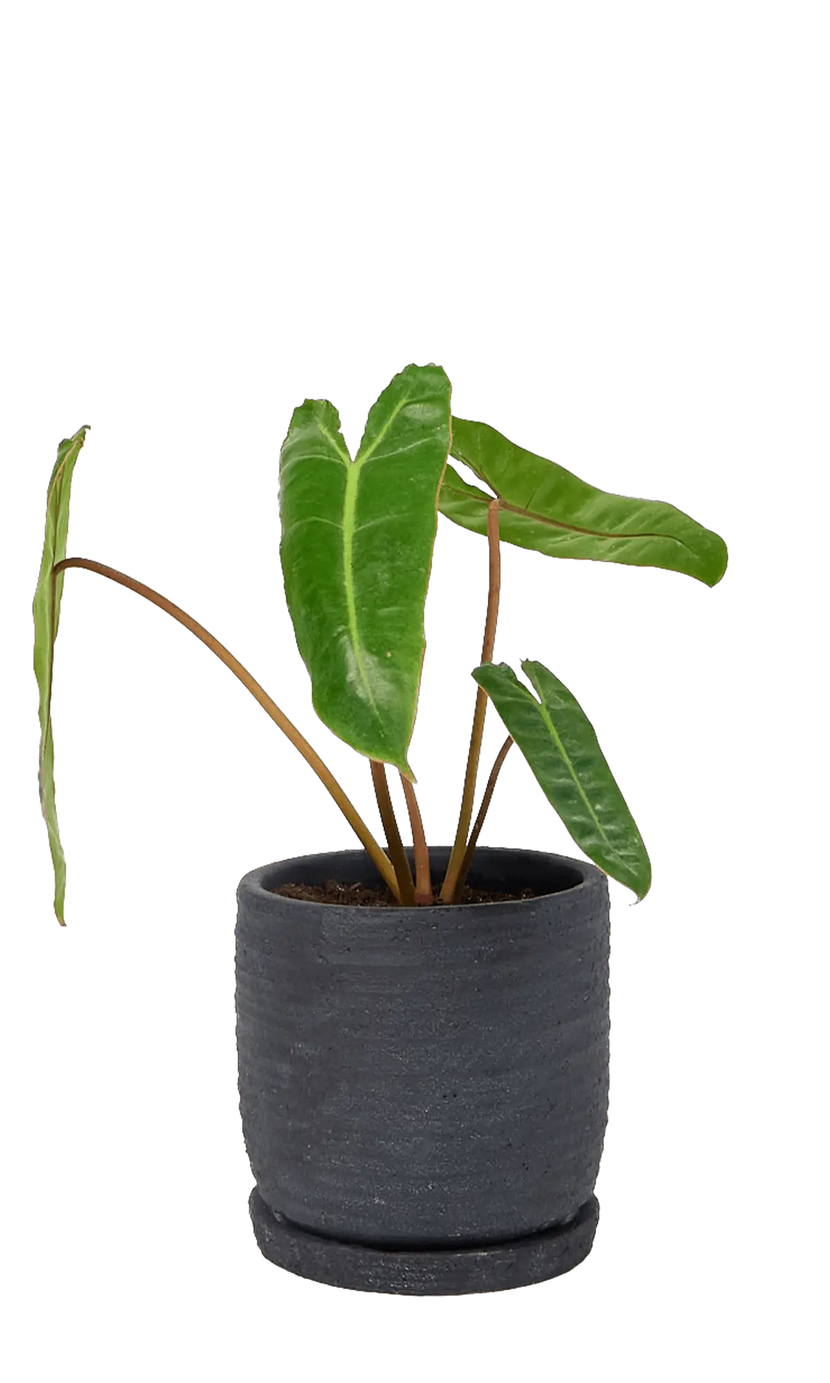 Chive Paul charcoal textured ceramic small plant pot with drainage hole and saucer.