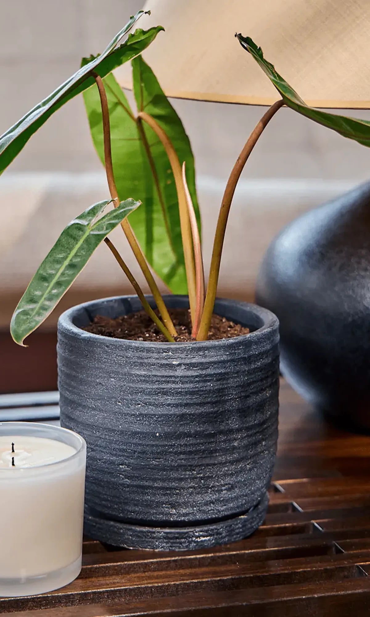 Chive Paul charcoal ribbed ceramic small planter holding a philodendron on a wood table indoor.