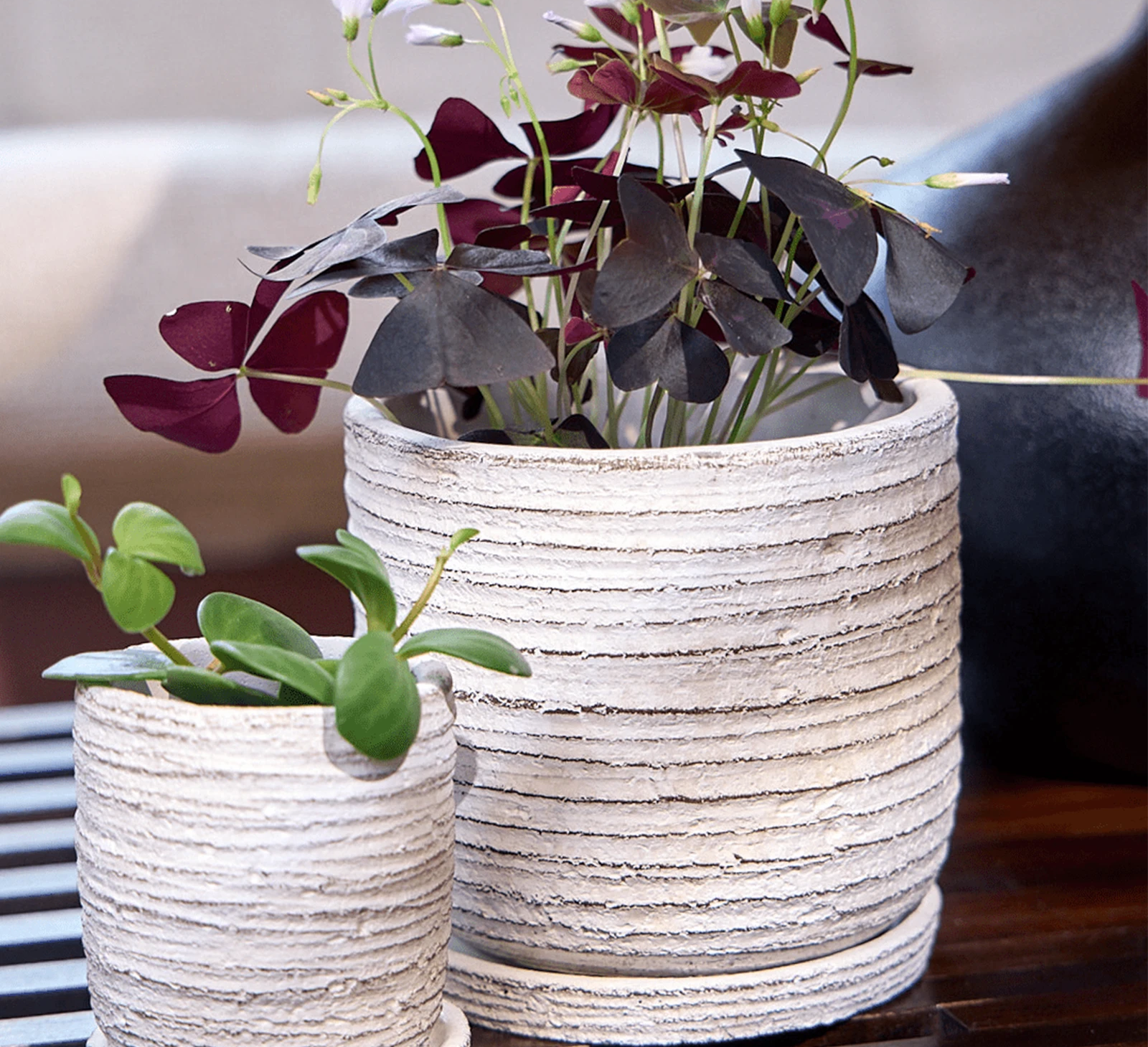 Two Chive Paul cream ribbed ceramic planter in size small and medium styled with plants on a wood table indoor.