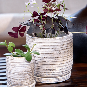 Two Chive Paul cream ribbed ceramic planter in size small and medium styled with plants on a wood table indoor.