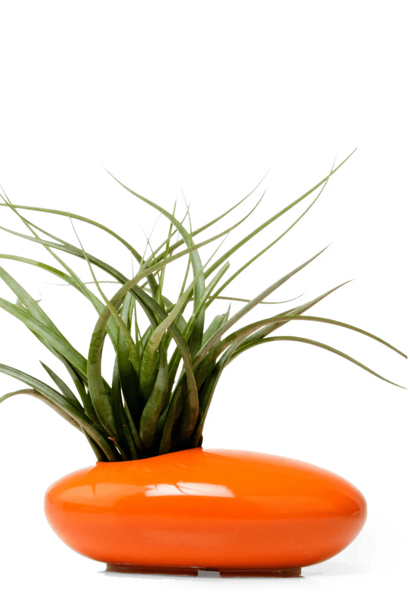 Chive Pebble orange glazed ceramic Ikebana Kenzan container styled with an air plant.