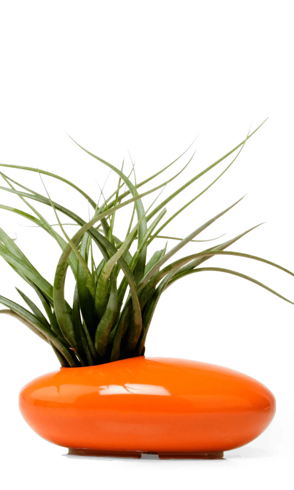 Chive Pebble orange glazed ceramic Ikebana Kenzan container styled with an air plant.