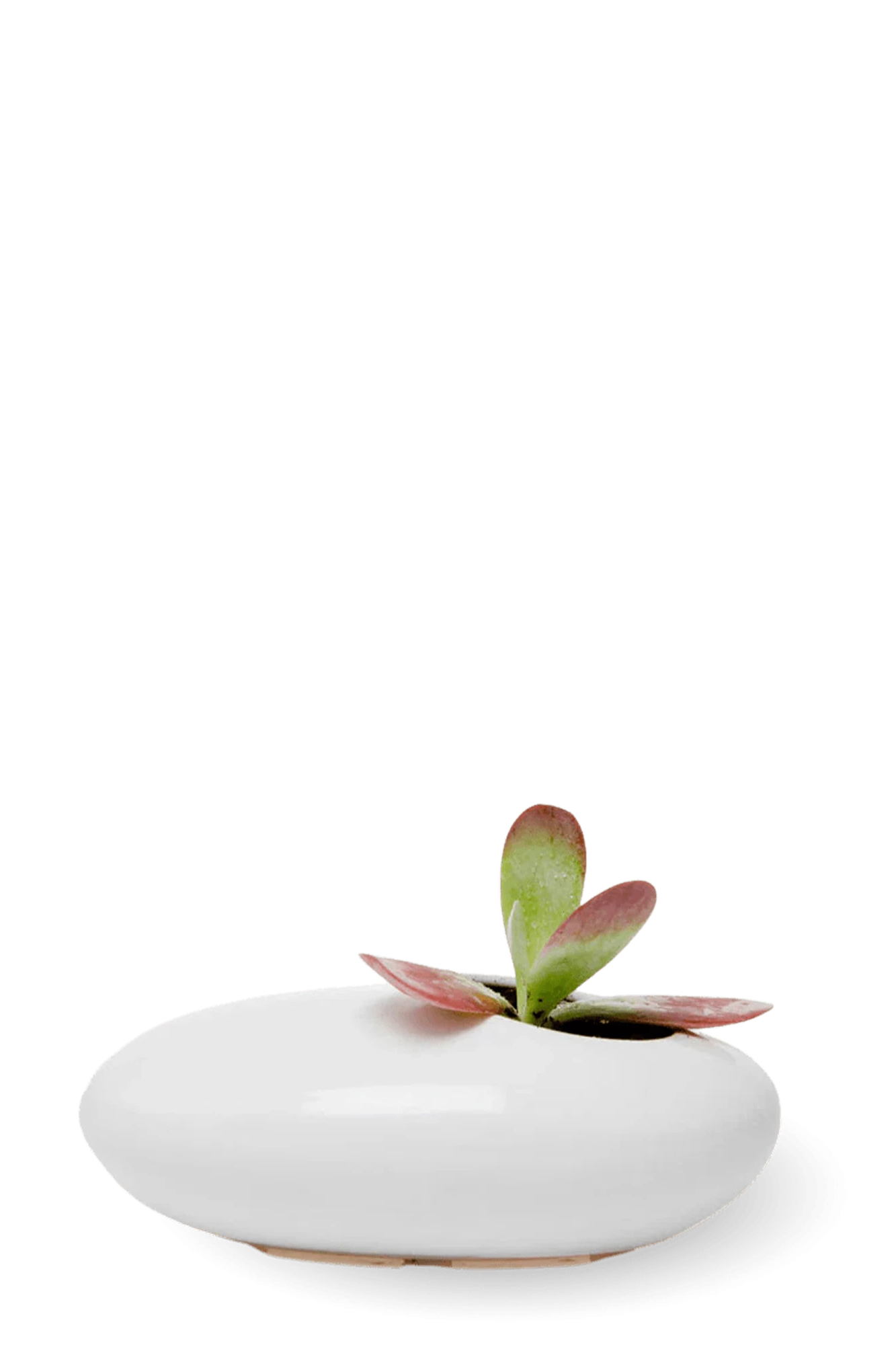 Chive Pebble white glazed ceramic Ikebana Kenzan container styled with a succulent.